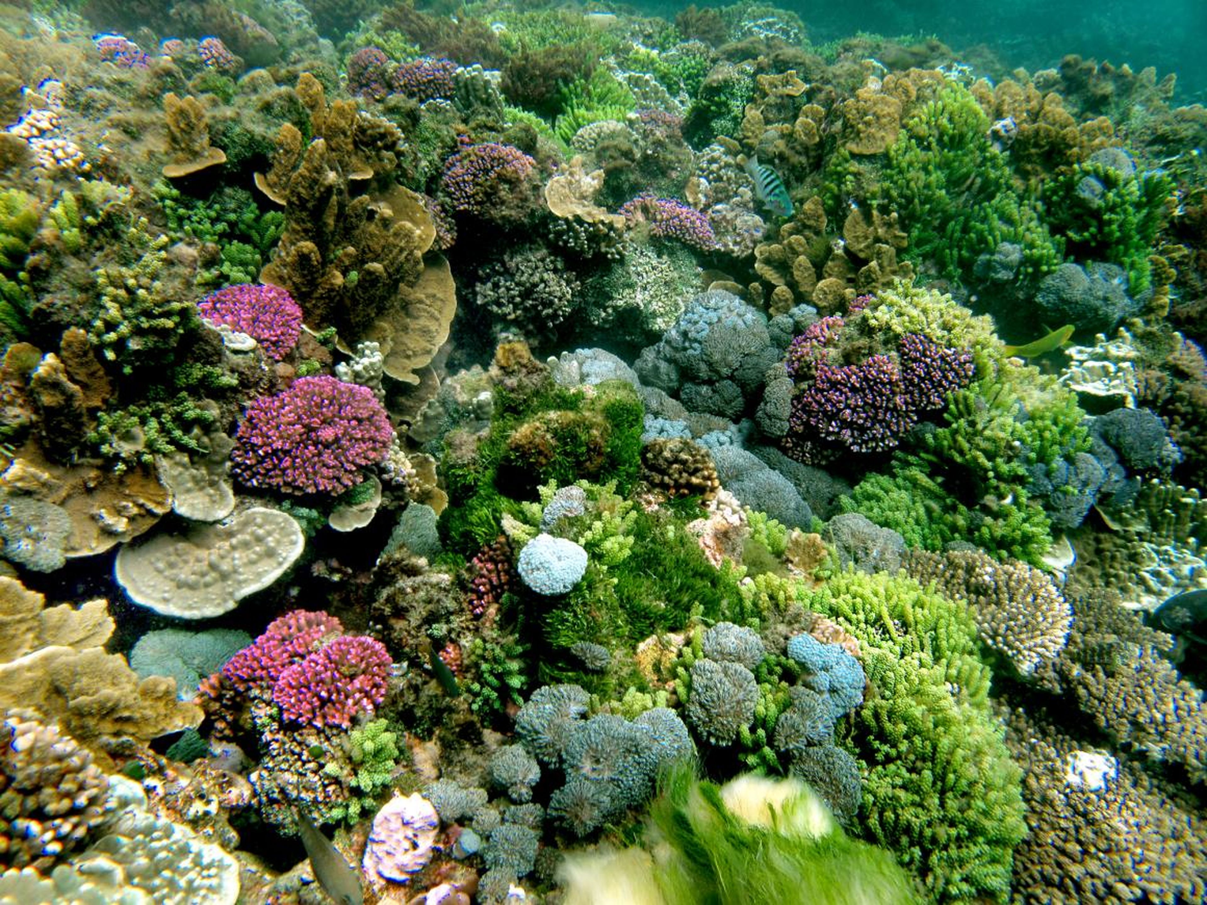 Los arrecifes de coral de la isla de Lord Howe todavía están llenos de color.
