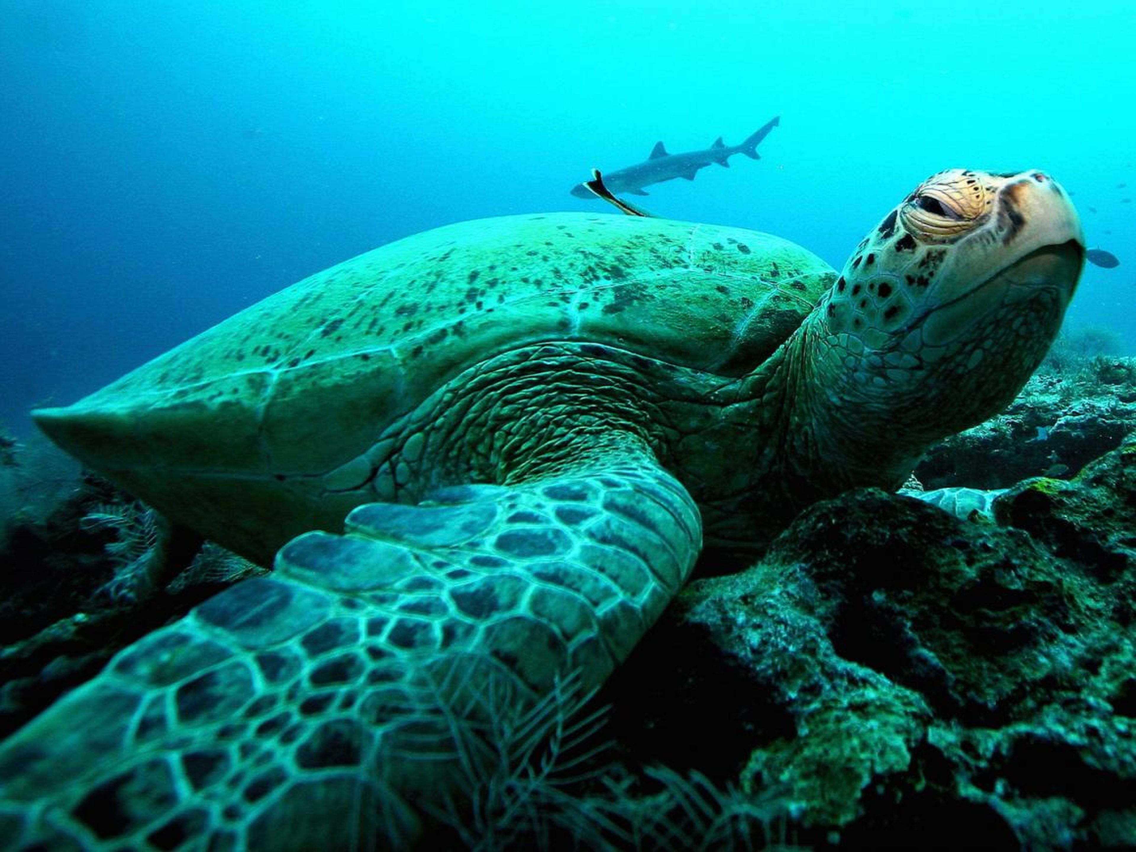 Una tortuga verde gigante en un arrecife de coral.