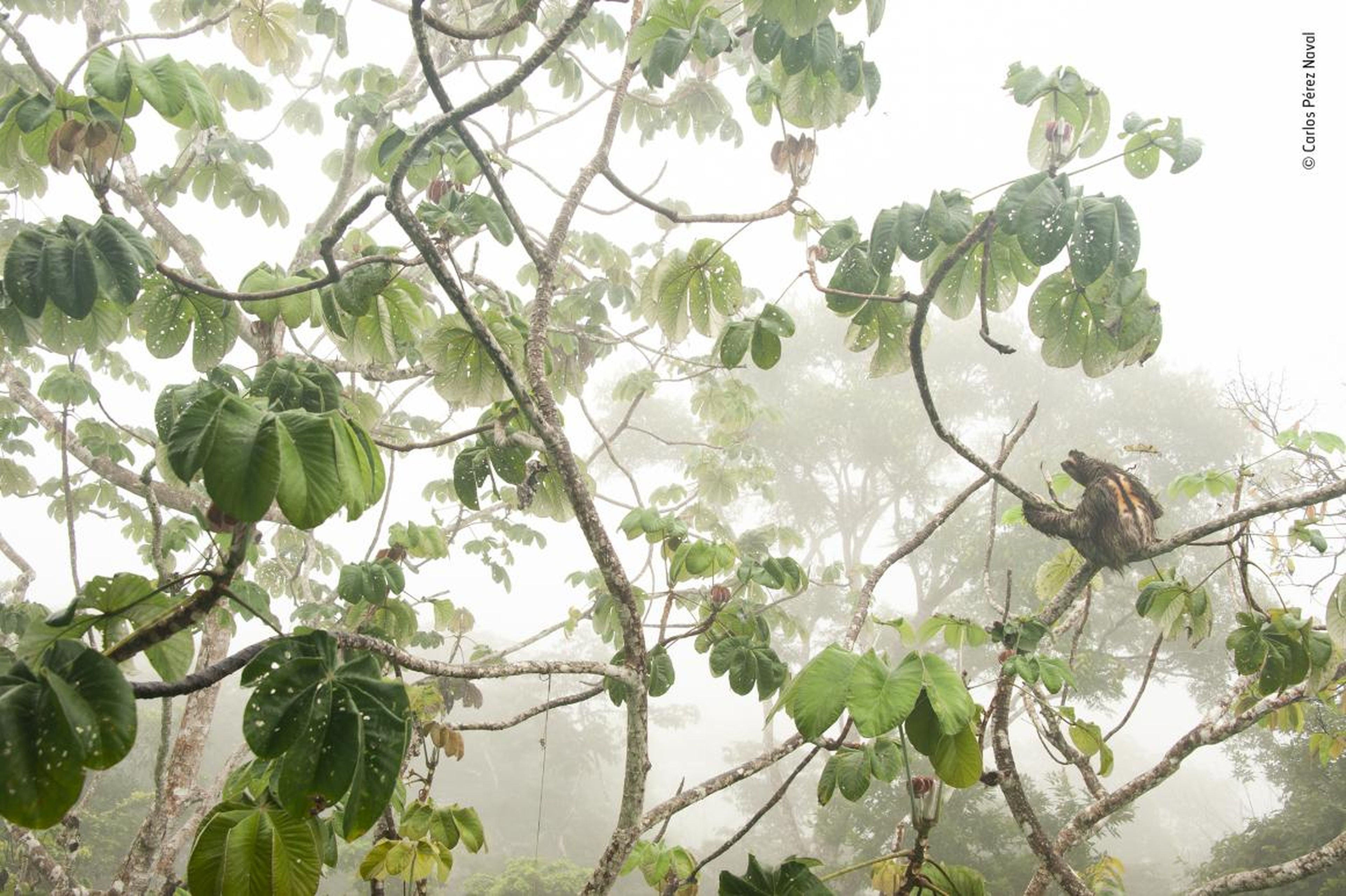 Un perezoso en el Parque Nacional de Soberanía de Panamá.