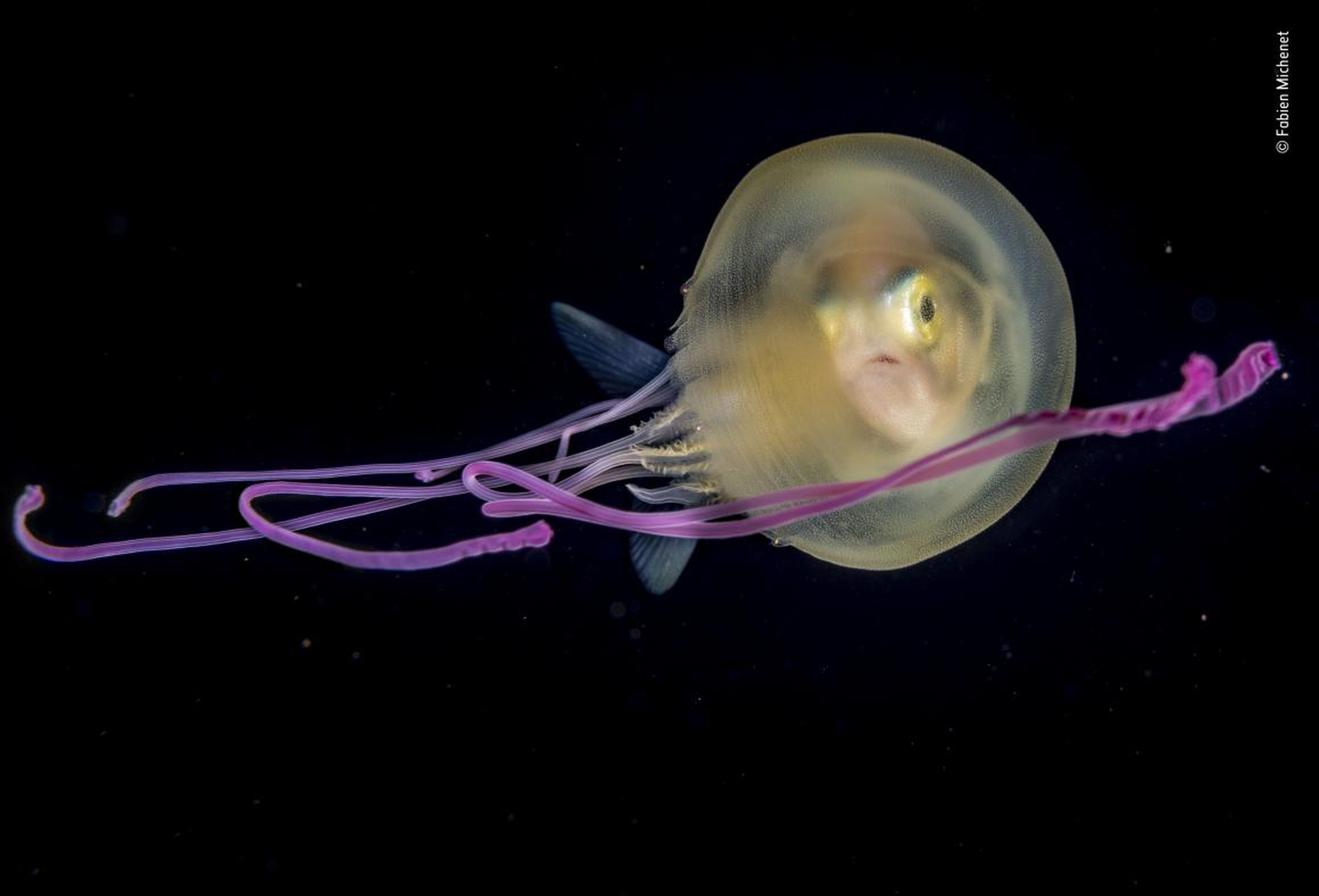 Un pequeño pez gato se deja ver a través de una medusa en las las costas de Tahití, en la Polinesia Francesa.