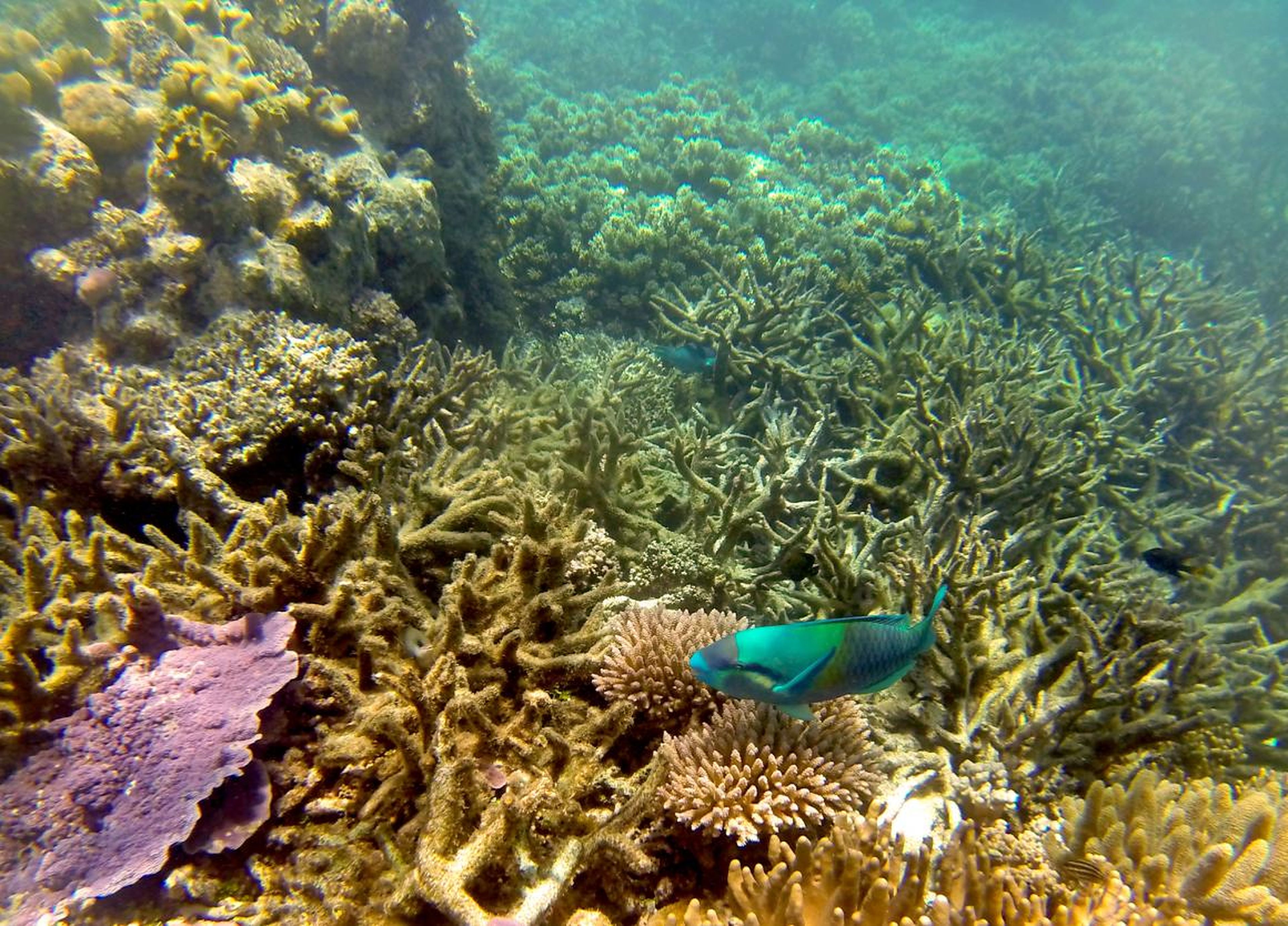 La Gran Barrera de Coral después del blanqueamiento de corales.