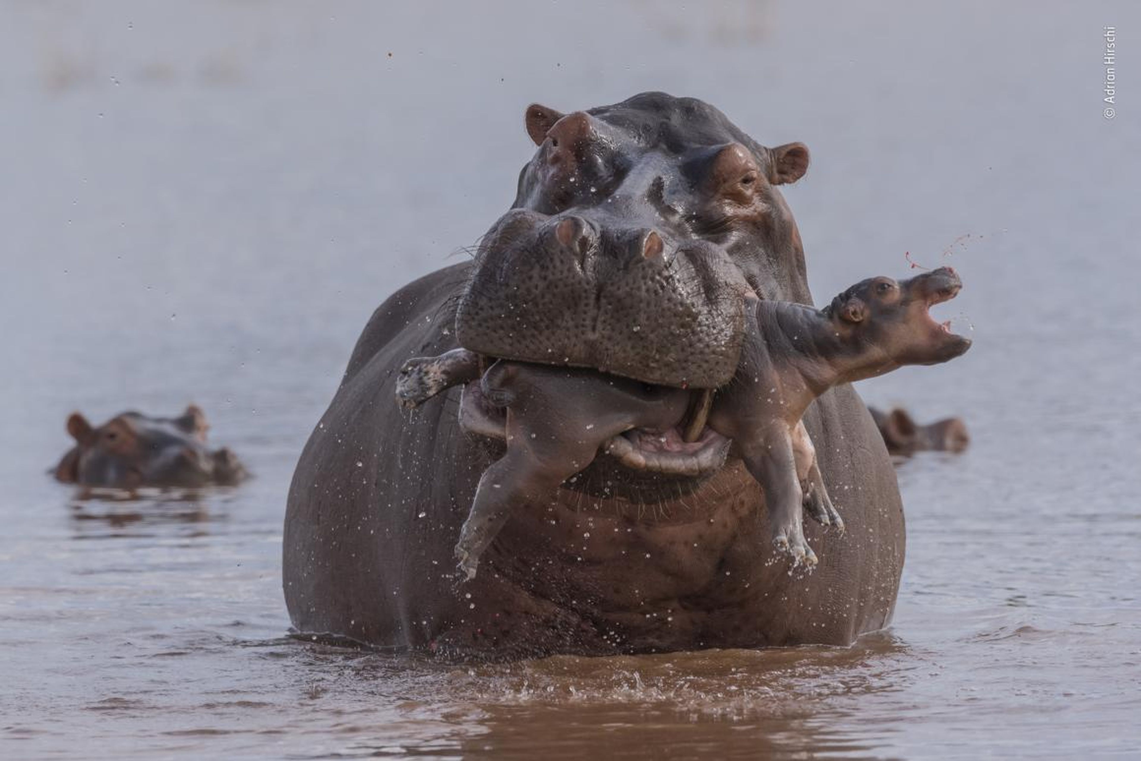 Un hipopótamo recién nacido es aplastado hasta la muerte por un macho adulto en el lago Kariba, Zimbabwe.