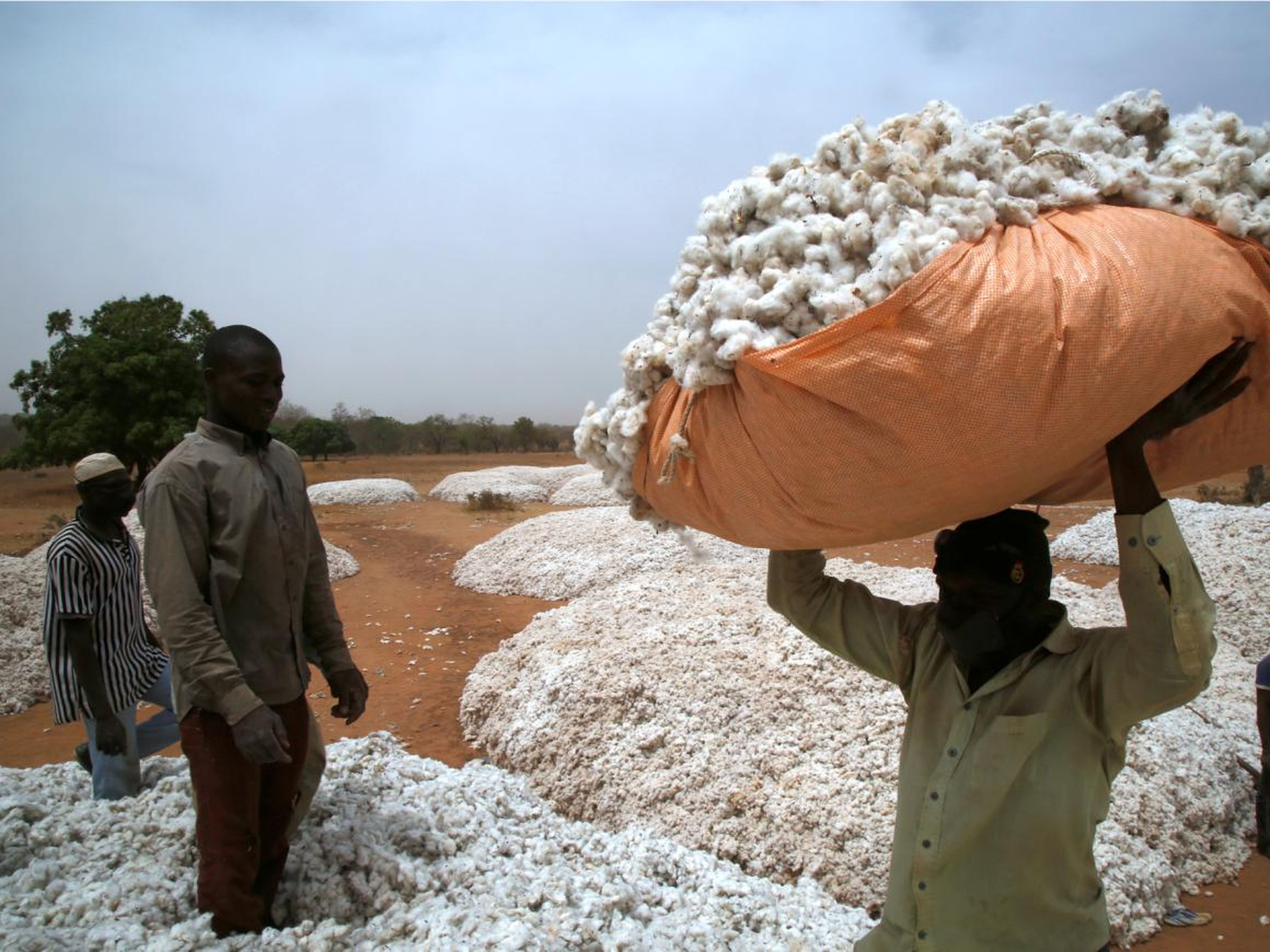 Granjeros trabajan el algodón en Burkina Faso.
