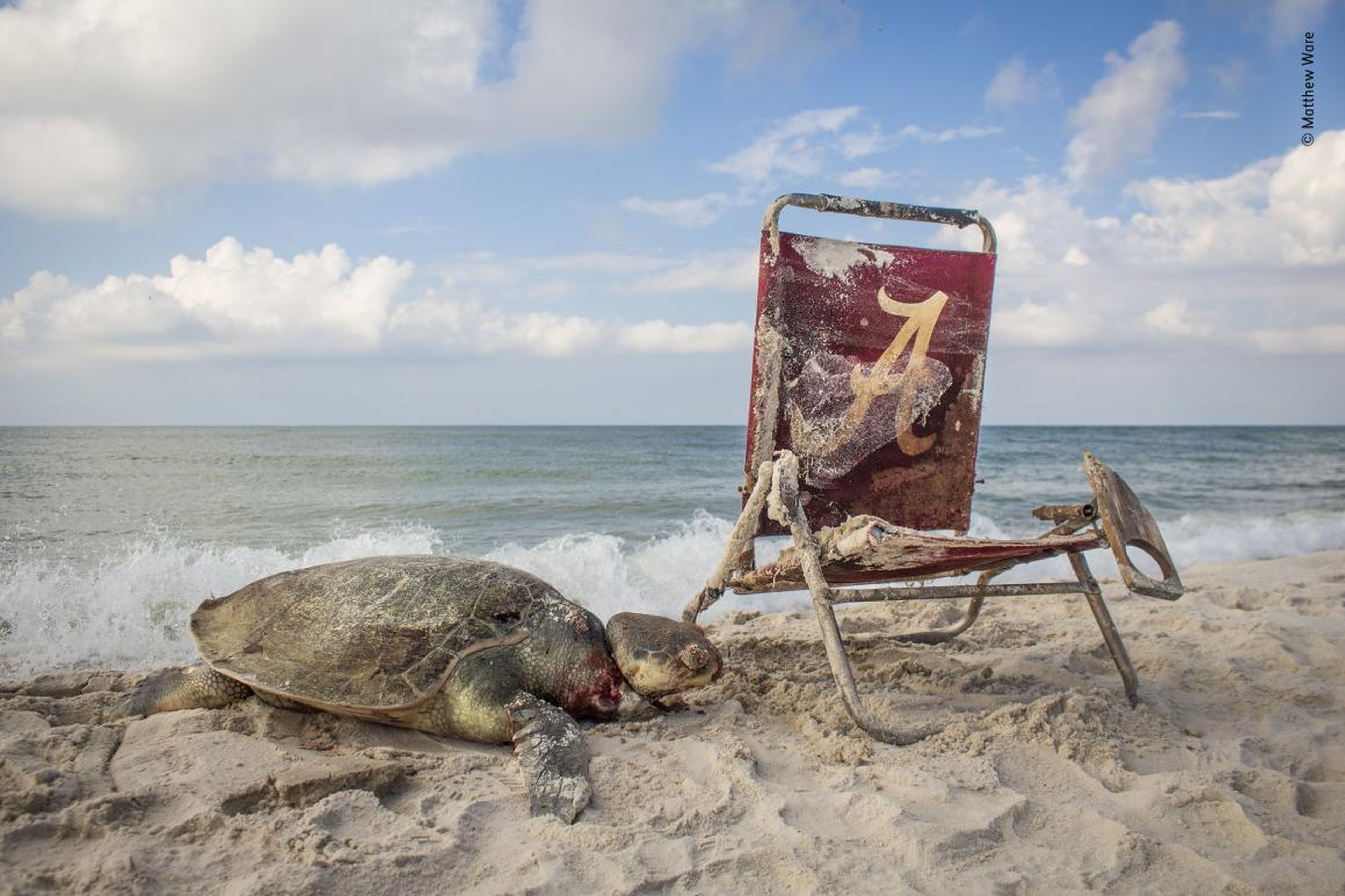 La tortuga marina de Kemp murió ahogada por una cuerda que estaba atada a una silla de playa a orillas del Refugio Nacional de Vida Silvestre Bon Secour de Alabama.