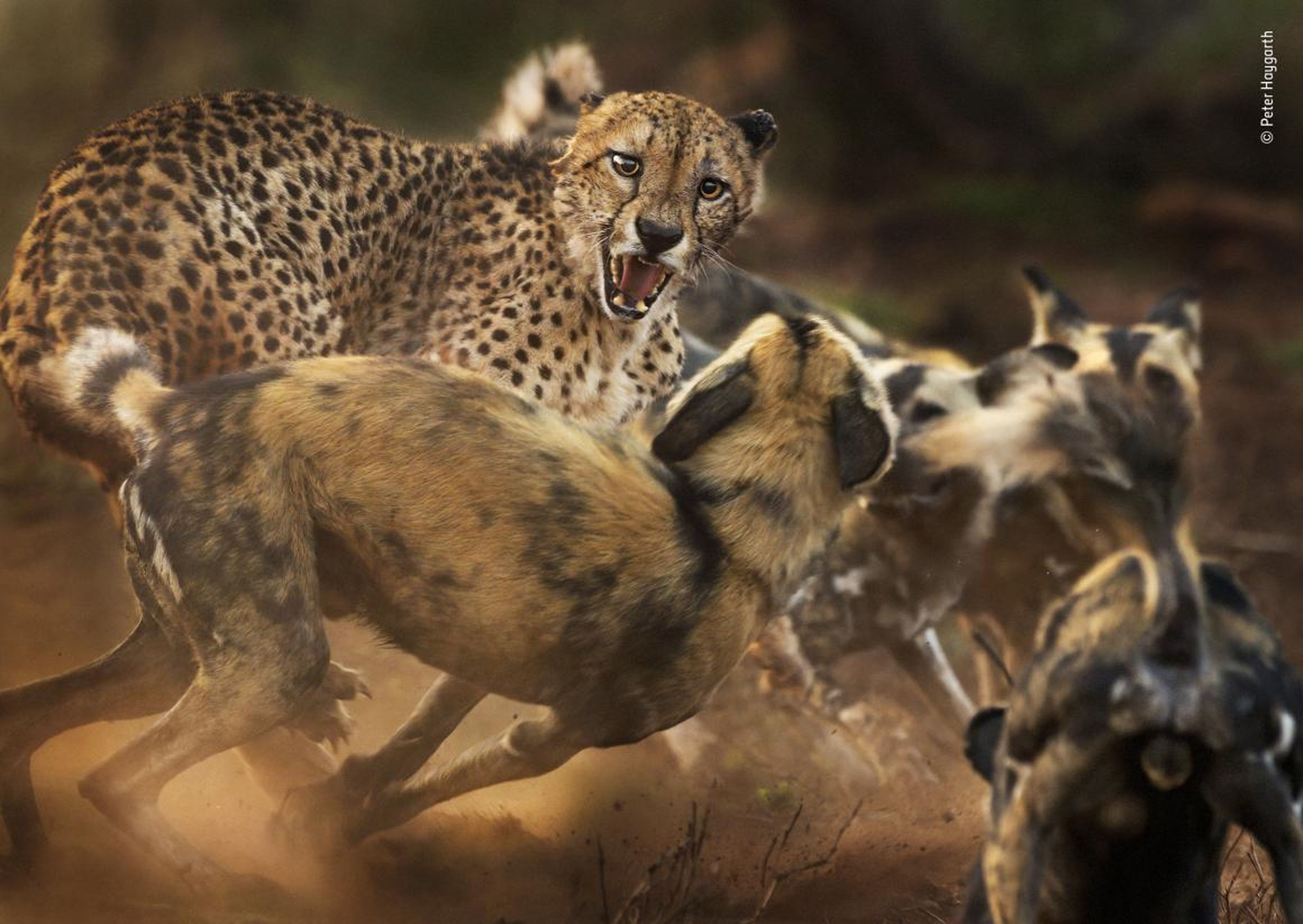 Дайте дикую природу. Гиеновидная собака и гепард. Южноафриканский гепард. Дикие звери. Дикая природа.