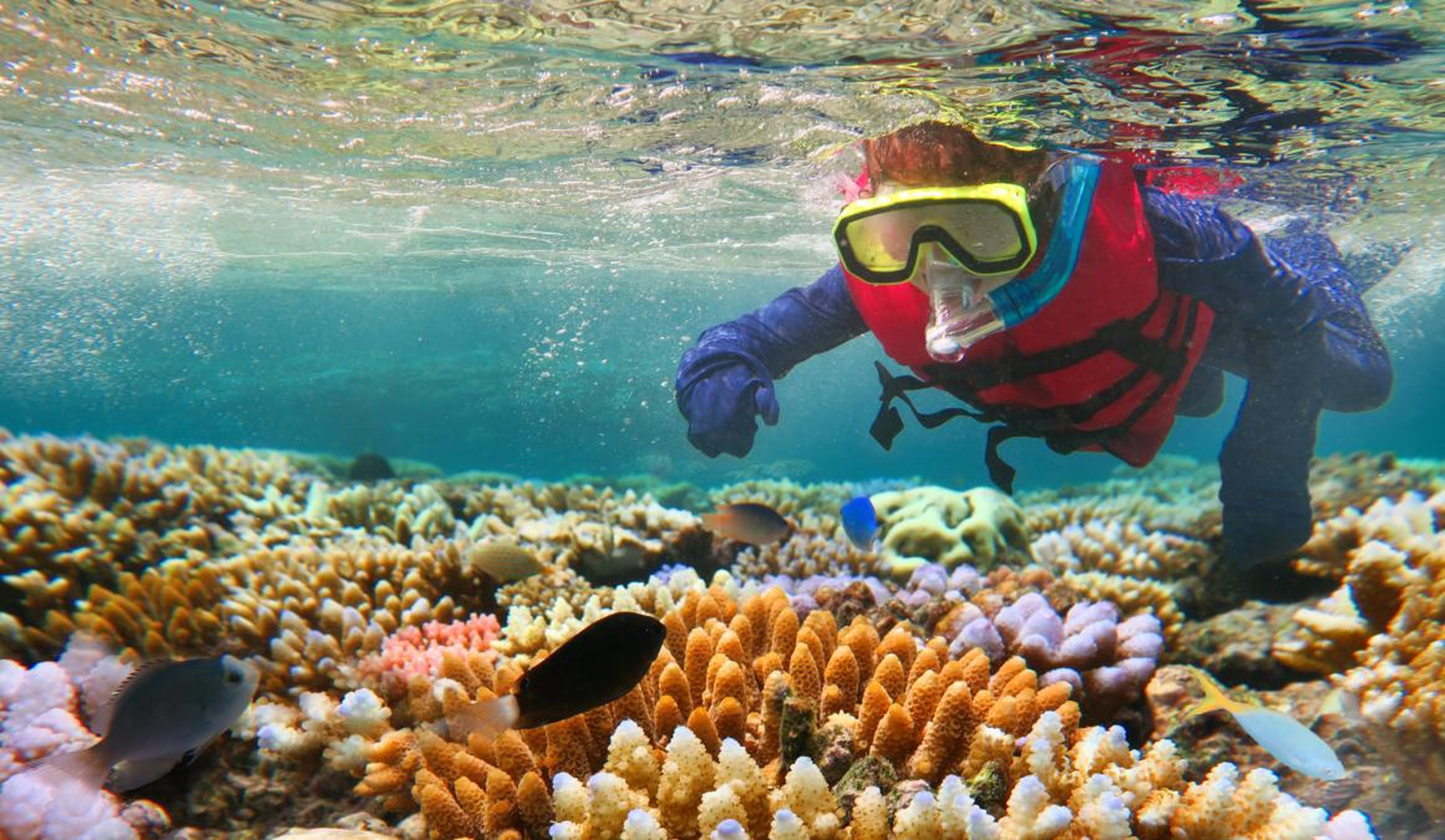 Una persona buceando en la Gran Barrera de Coral.