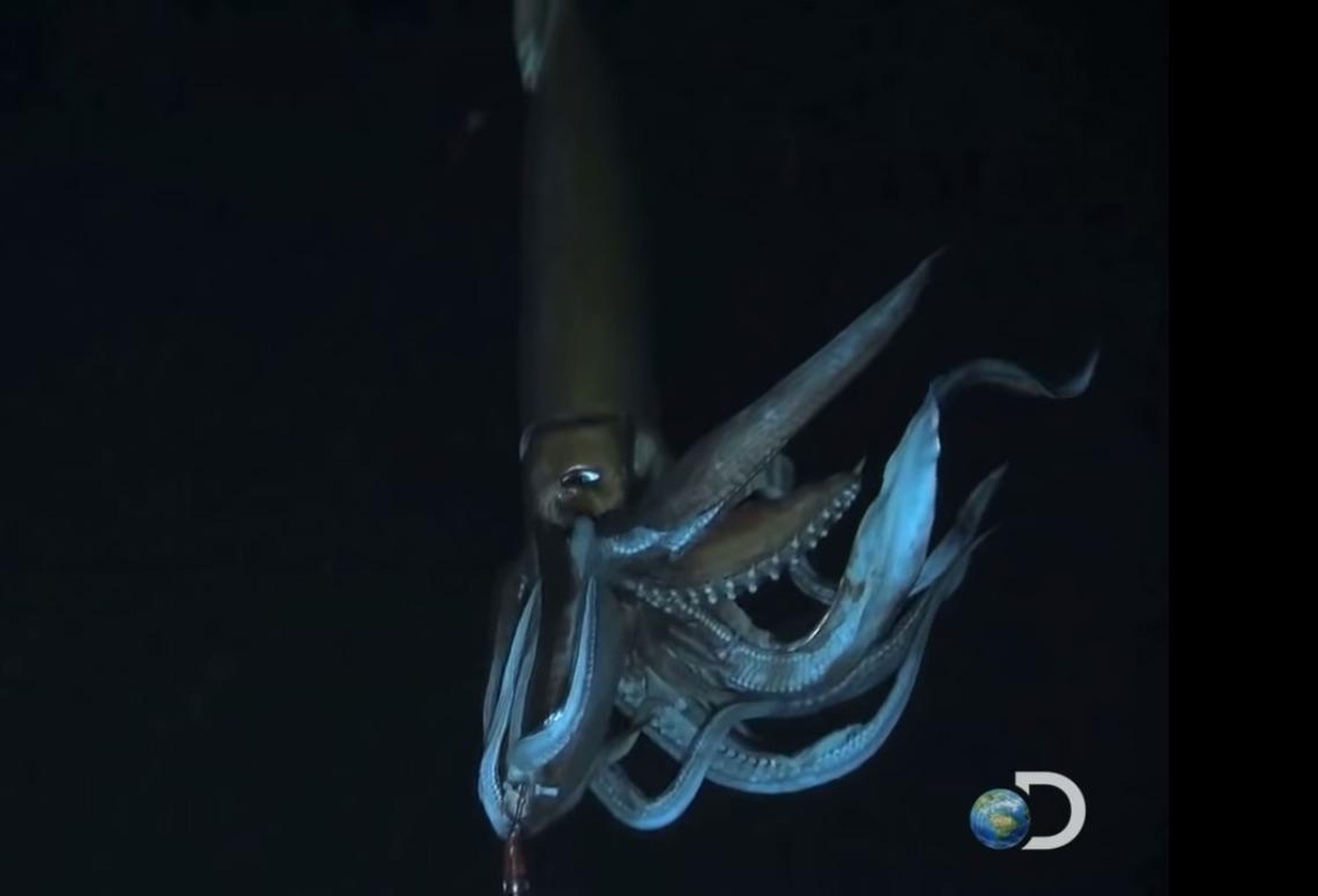 El Discovery Channel tenía un documental sobre el viaje para capturar las imágenes de un calamar gigante en su hábitat natural.