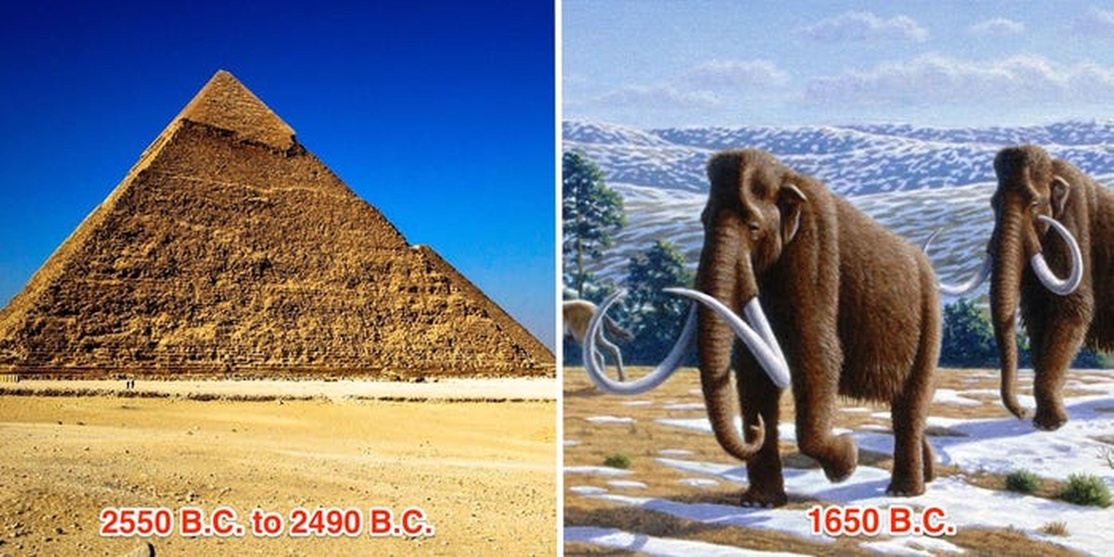 Los últimos mamuts lanudos murieron en el año 1650 a.C.