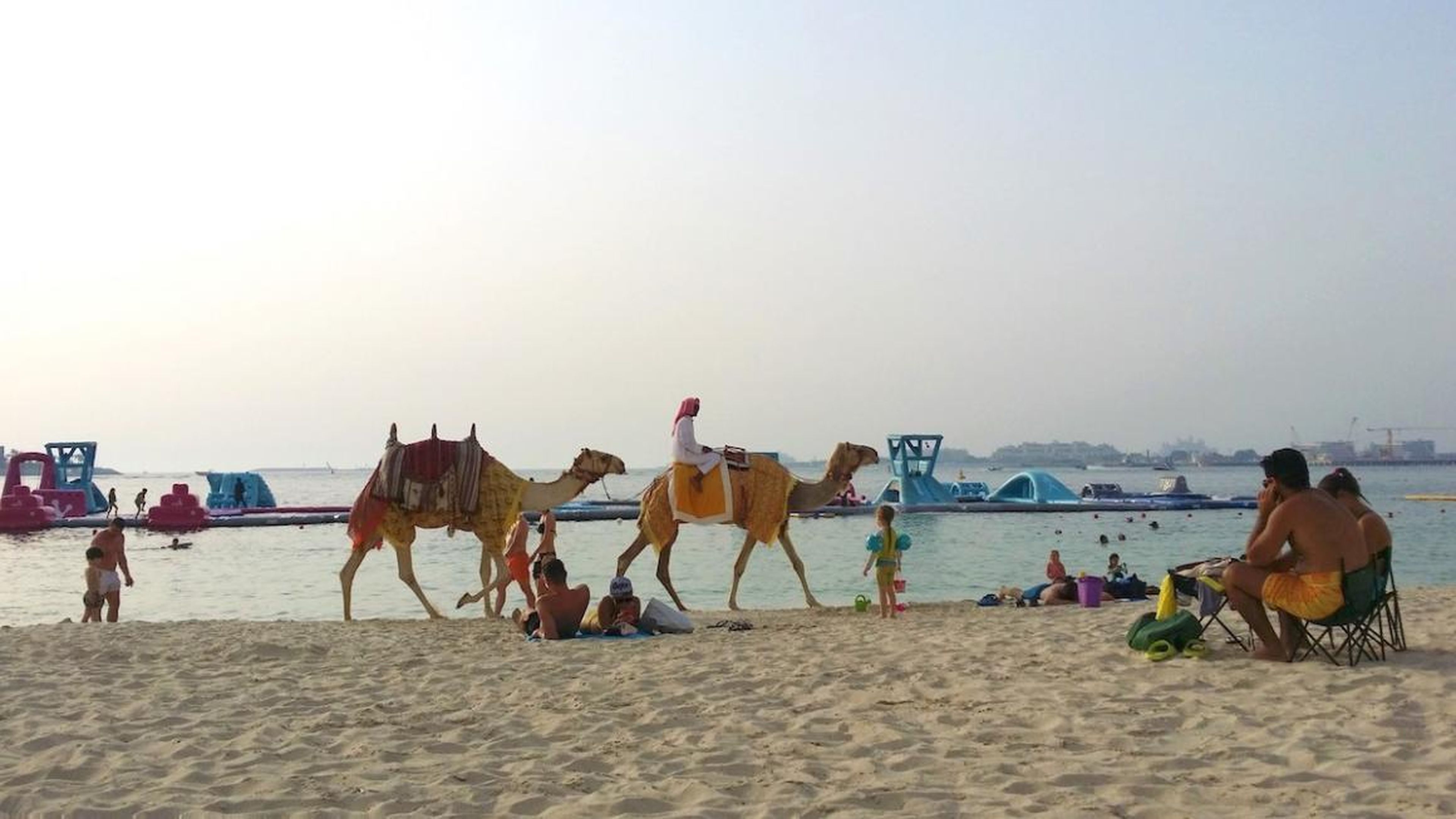 Camellos dando un paseo por la Marina Beach de Dubai.