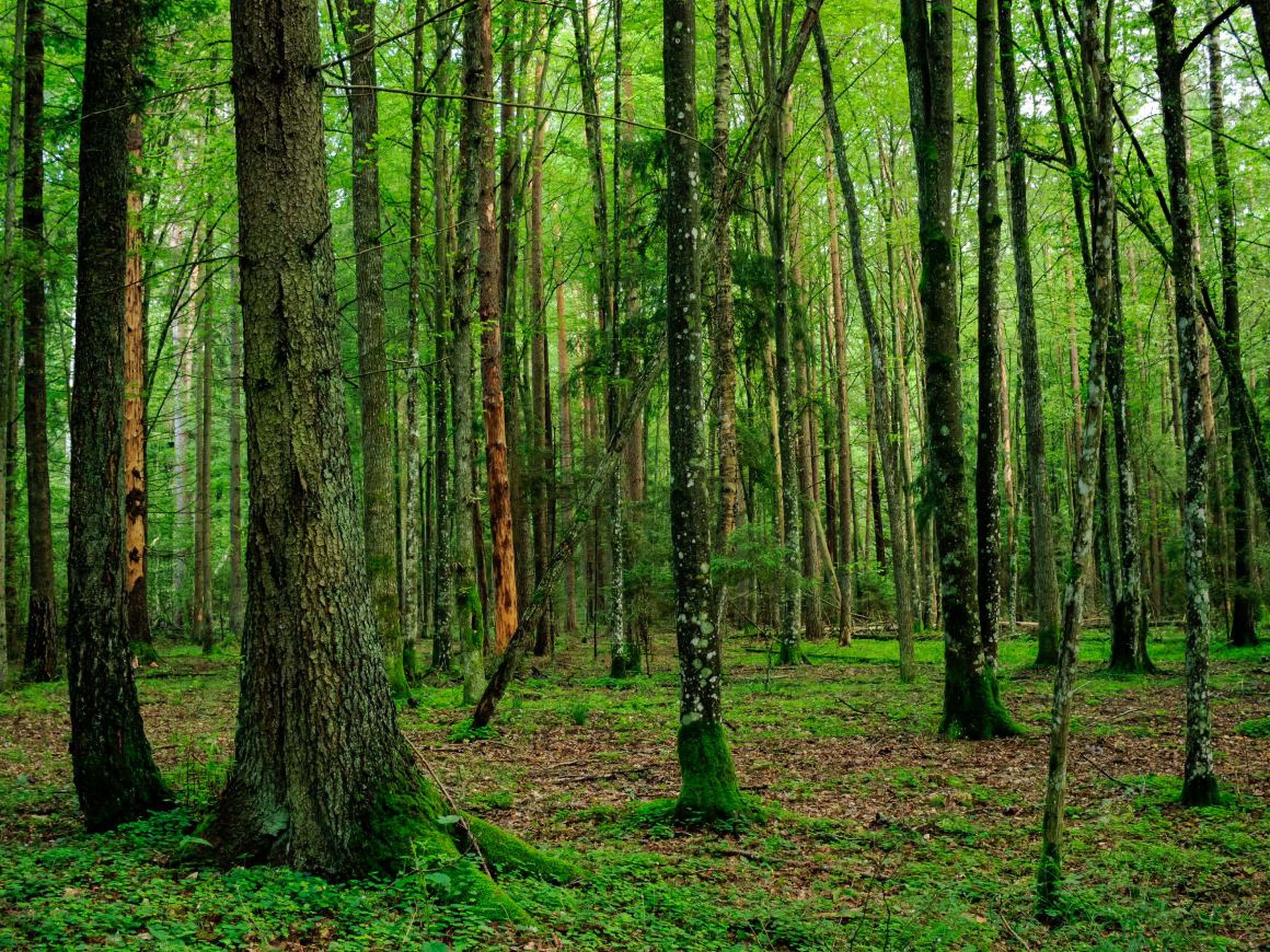 Bialowieza Forest, Belarus/Poland