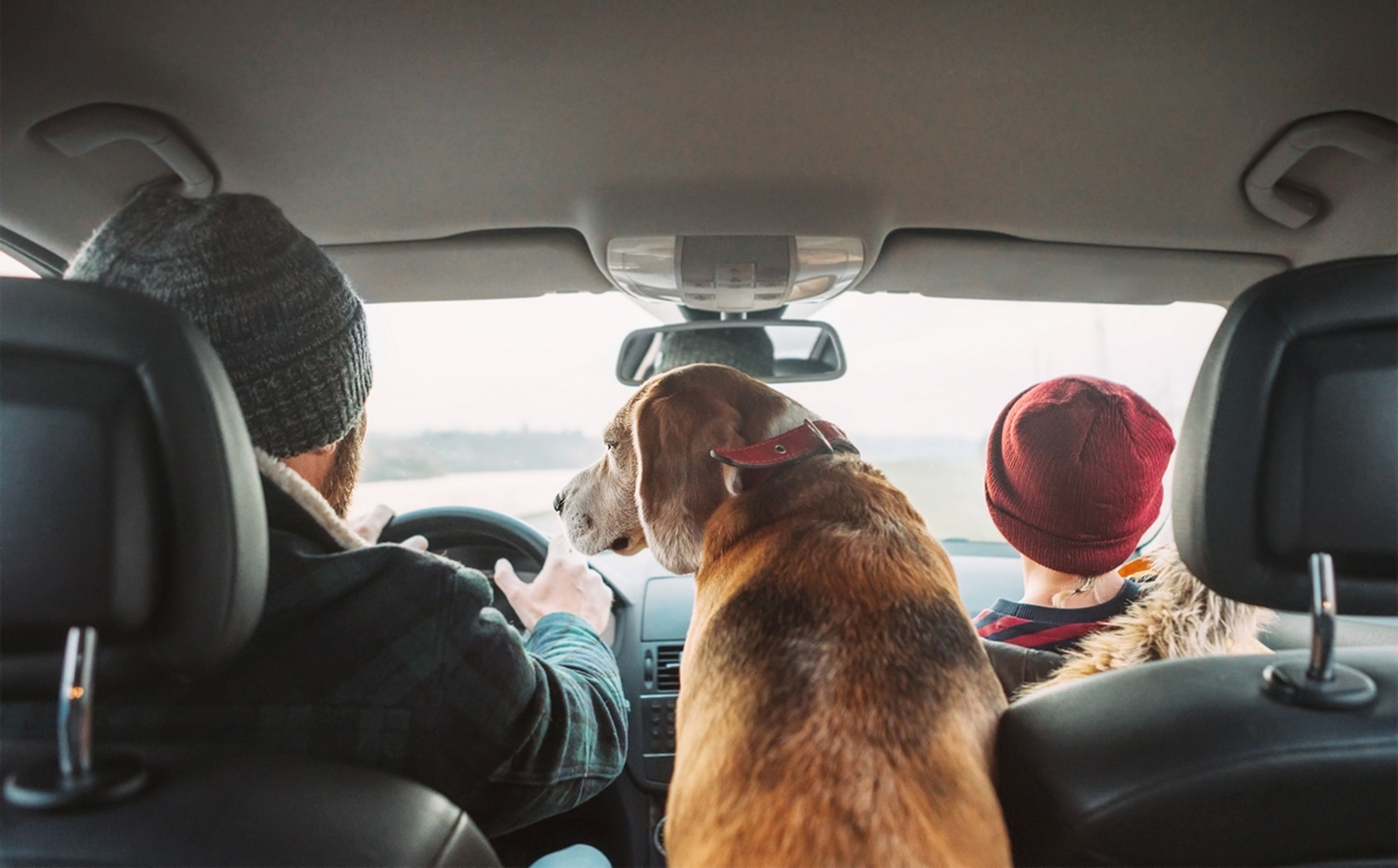 Cuidado con llevar mascotas sueltas en el coche: le para la polícia y le ponen 5 multas diferentes