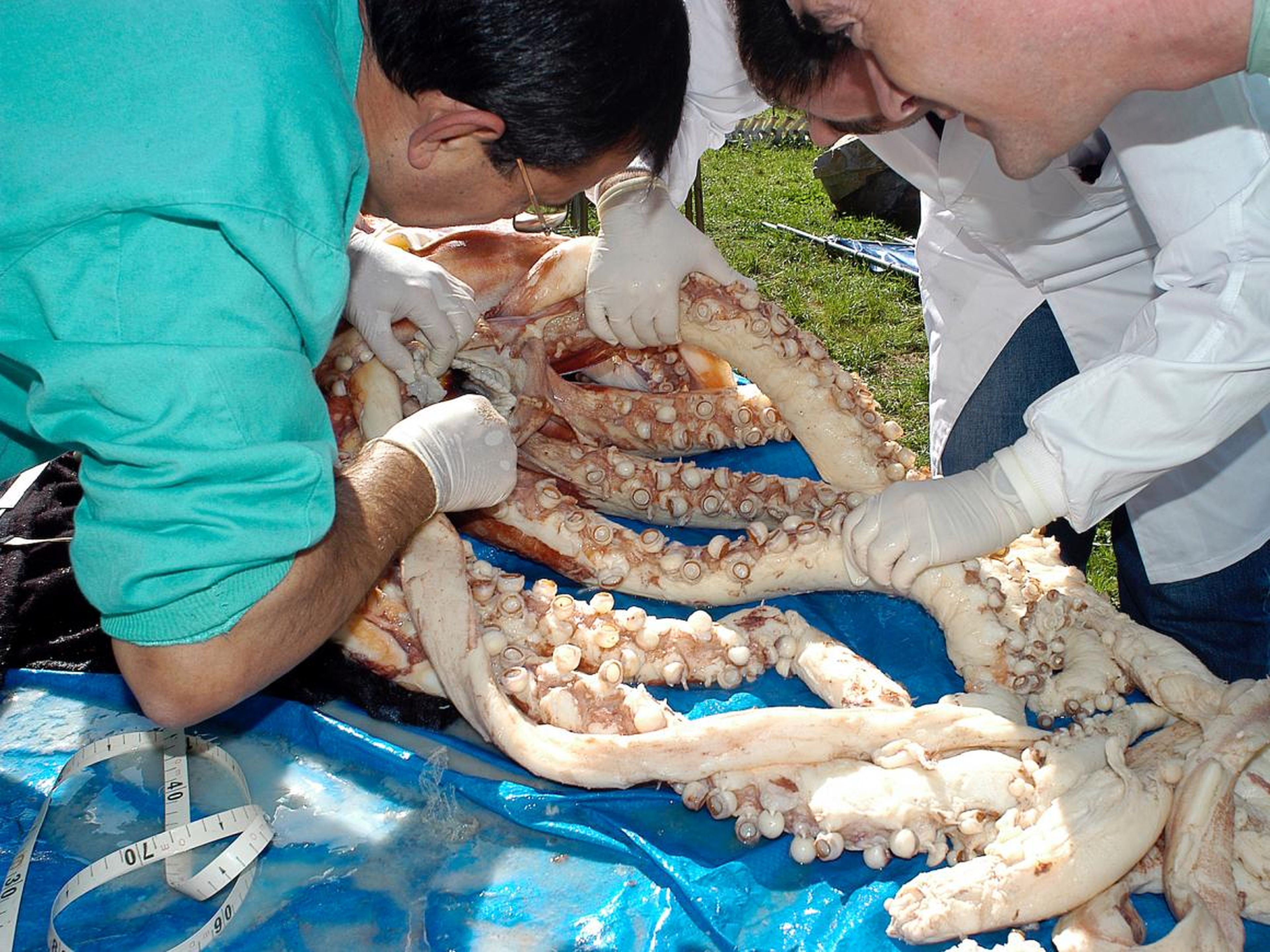 Ángel Guerra extrae una mordedura de calamar gigante en 2003.