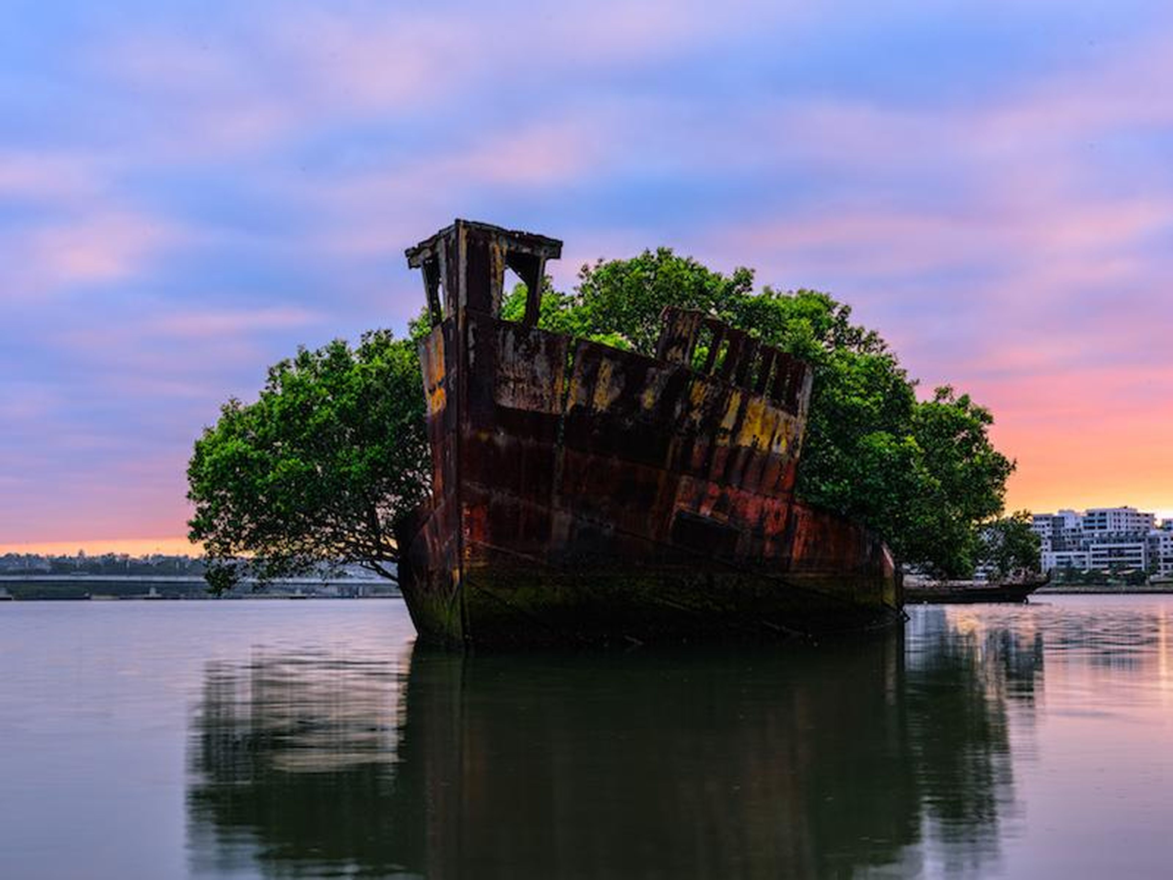The SS Ayrfield has gone from military ship to a beautiful forest on the water.