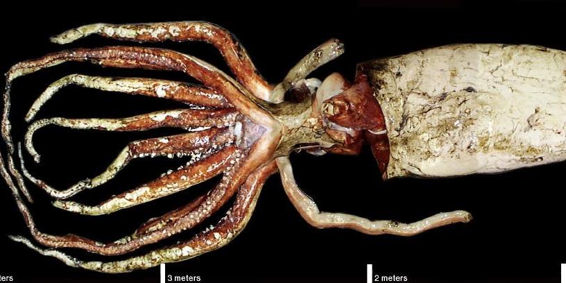 Fotos del misterioso calamar gigante, el kraken de las profundidades Business Insider España imagen