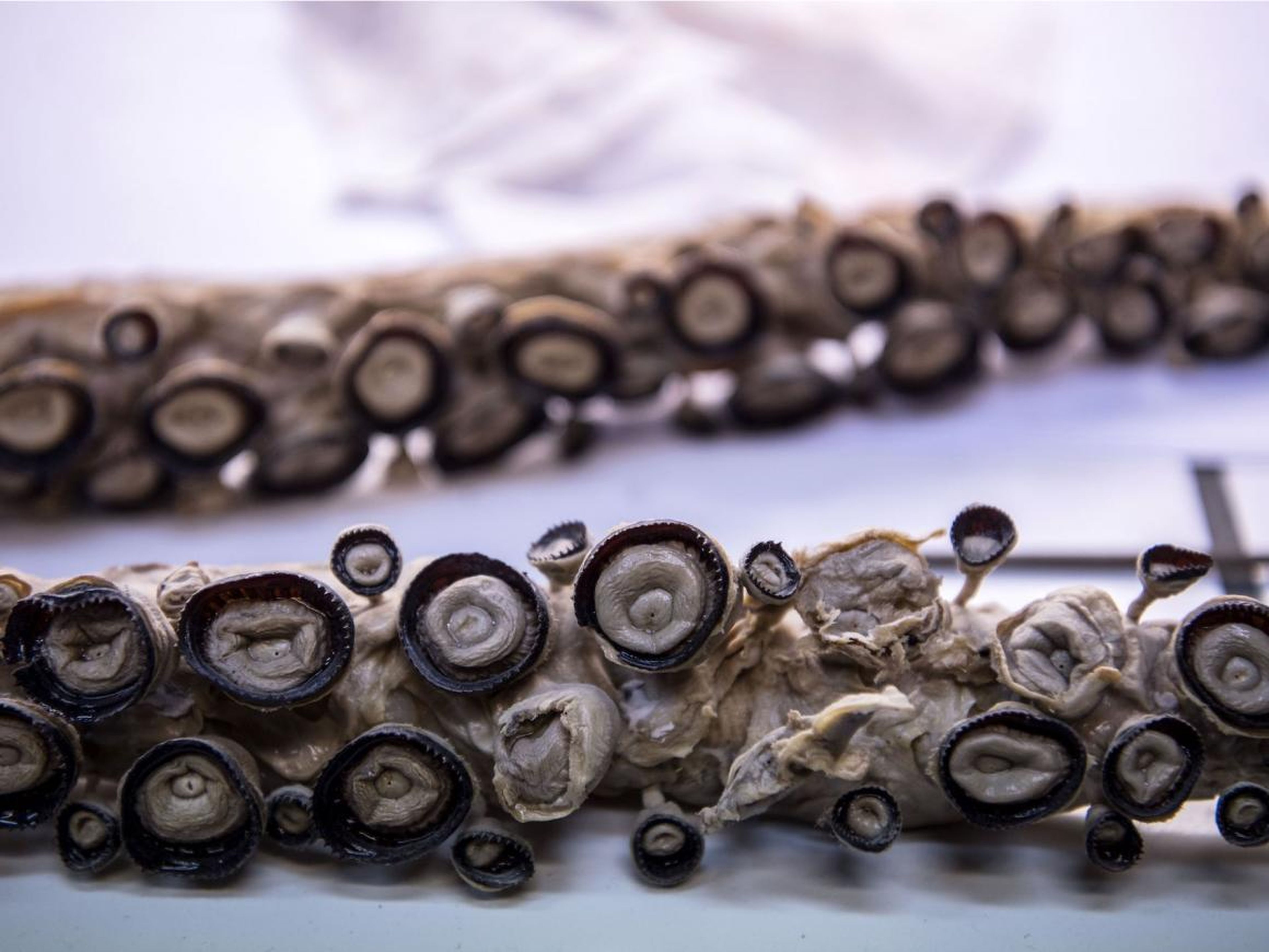 Esta foto tomada el 12 de marzo de 2019 muestra ventosas en los tentáculos de un calamar gigante durante su proceso de restauración en el taller de taxidermia del Museo Nacional de Historia Natural de Francia, en París, el 12 de marzo de 2019.