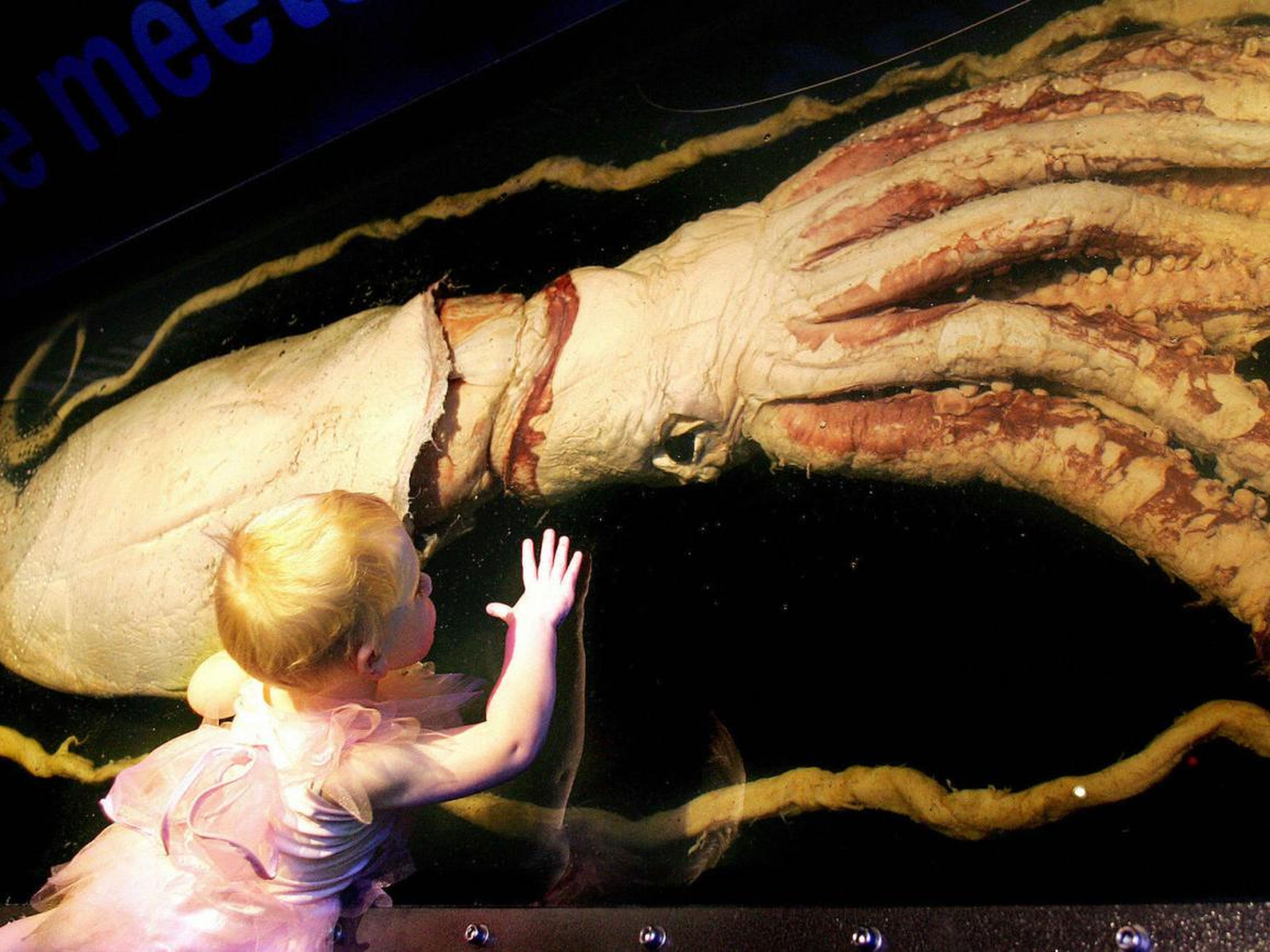 Clea Gadsby, de tres años de edad, inspecciona un calamar gigante de diez metros de largo que la mira con su ojo gigante a una exhibición de asombrosa vida marina en el Museo de Melbourne, el 21 de diciembre de 2005.