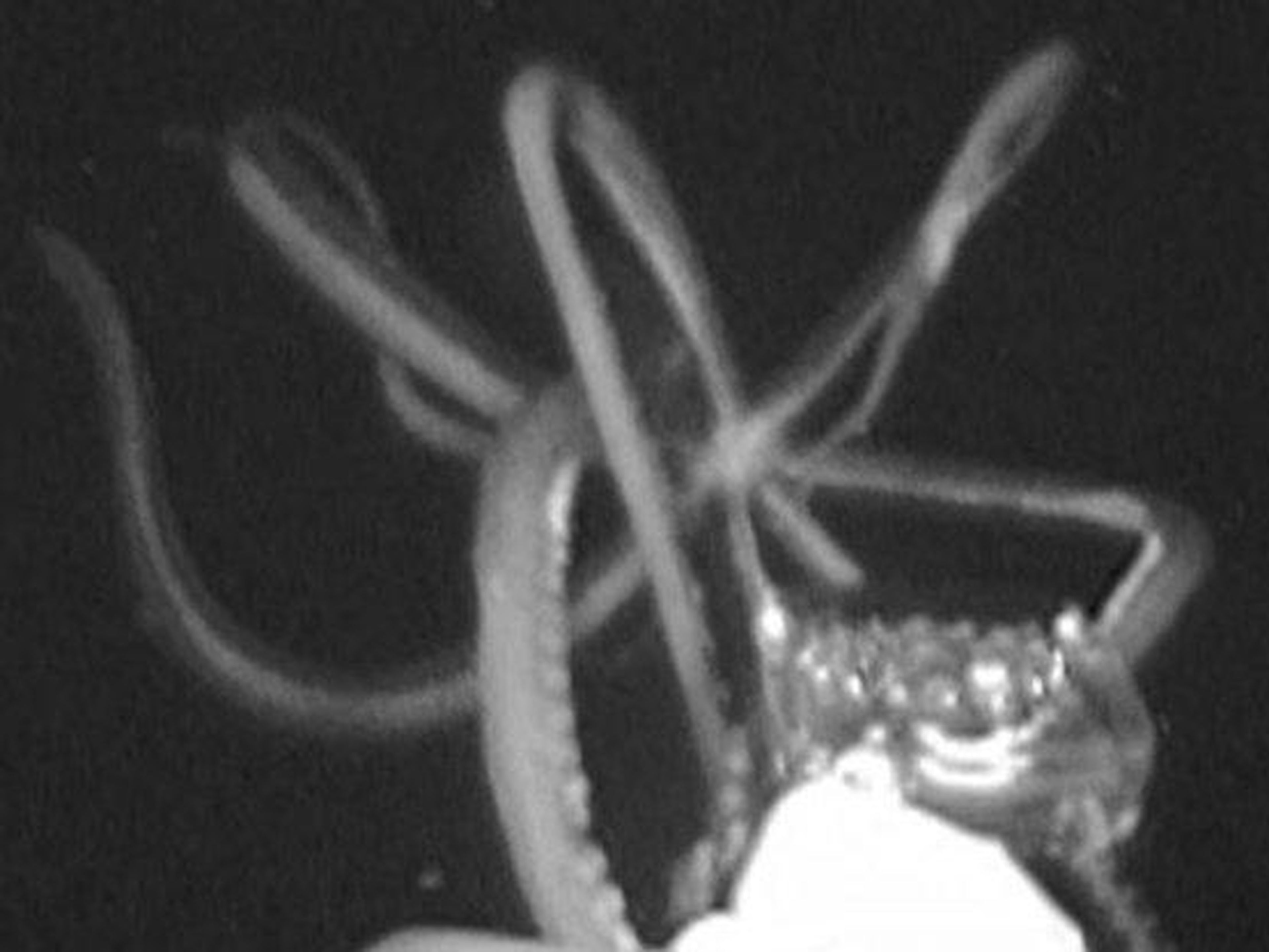 Un calamar gigante fue capturado por una cámara en el Golfo de México.