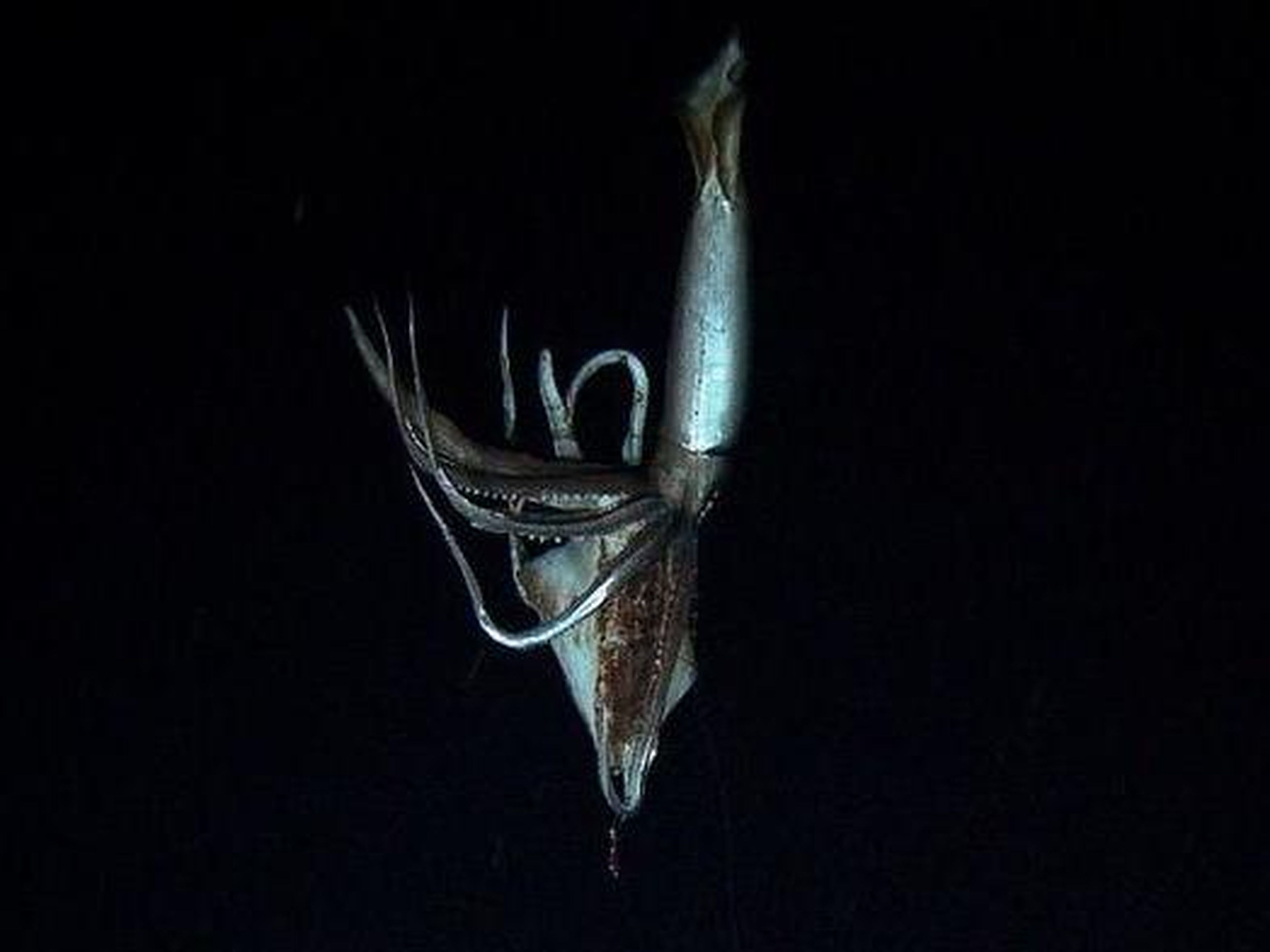 Un avistamiento raro de un calamar gigante, cerca de las islas Ogasawara en Japón.