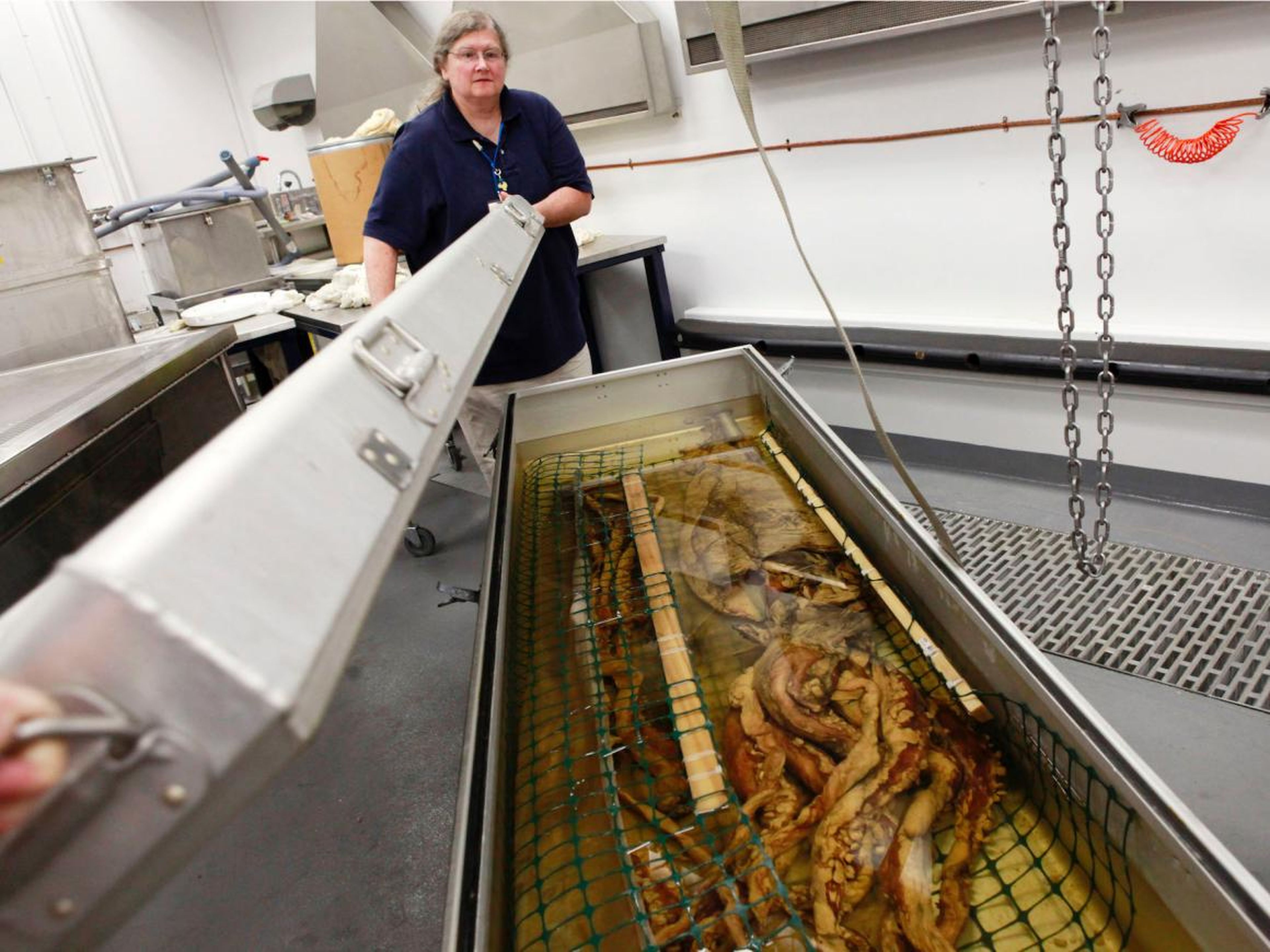 Cheryl Bright, gerente de recolección del departamento de zoología de invertebrados, cierra un contenedor que contiene un calamar gigante que fue recolectado en el Golfo de México.