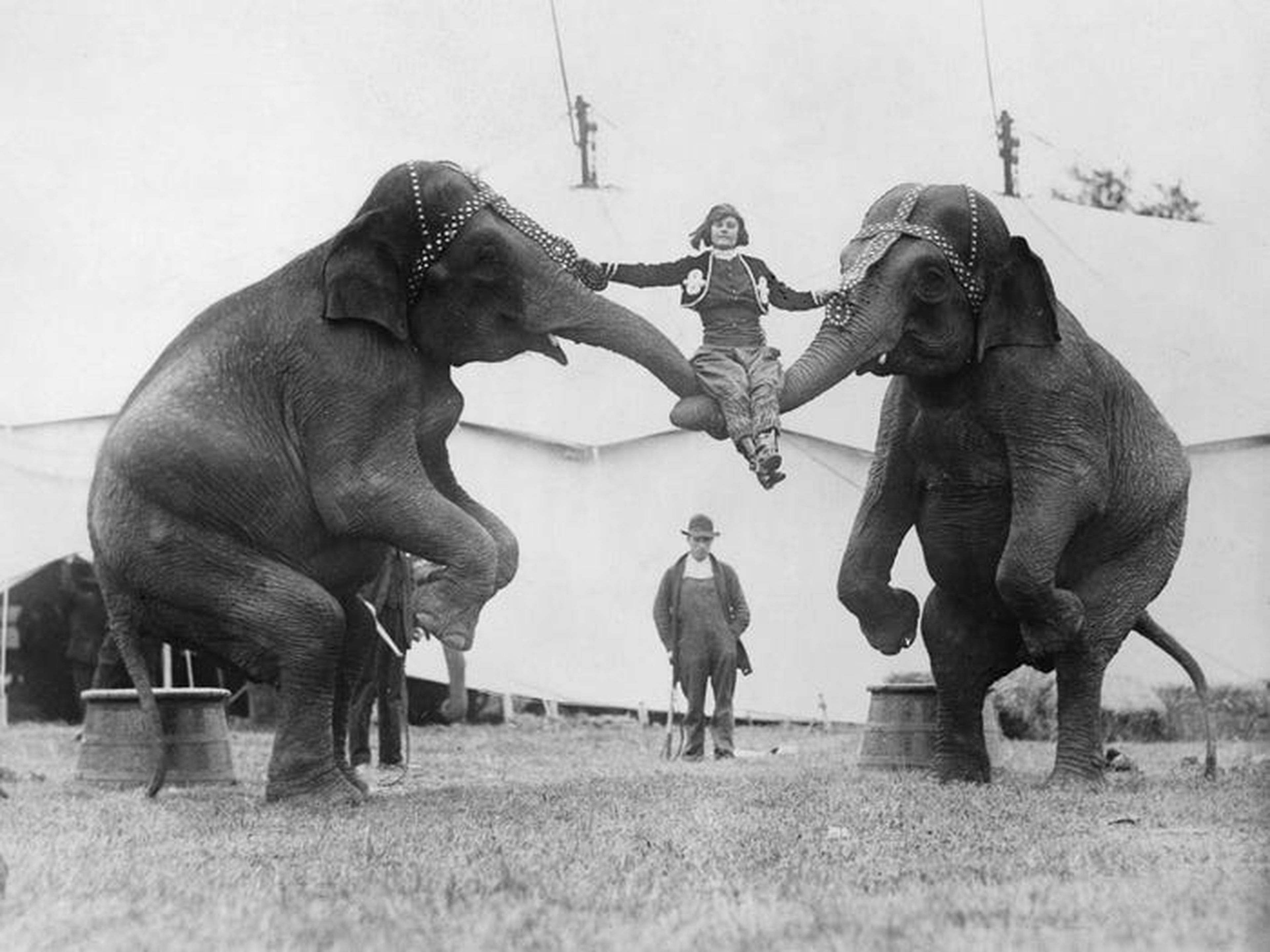 Una mujer es sujetada por elefantes en un circo en 1926.