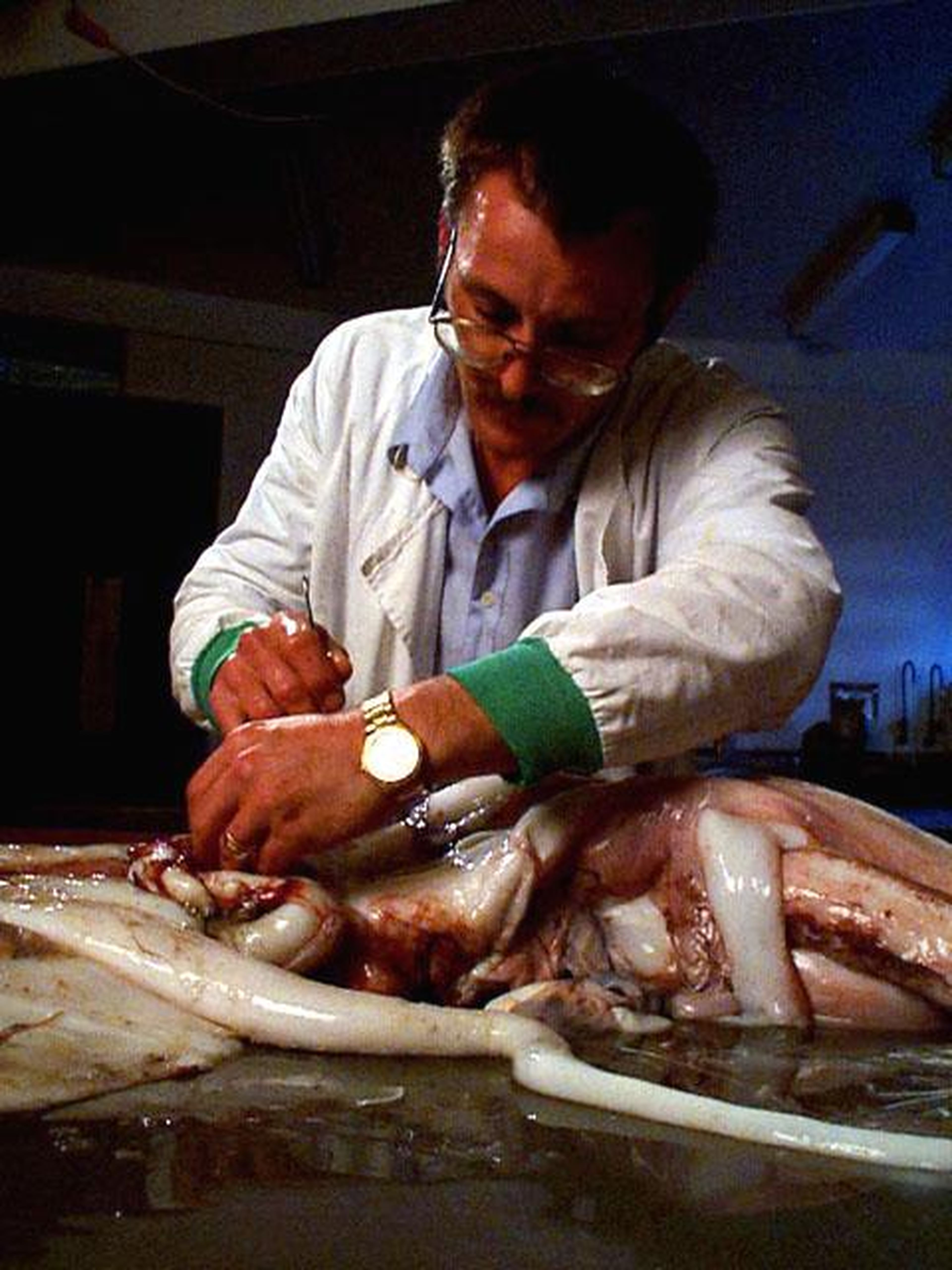 Steve O'Shea diseccionando un calamar.