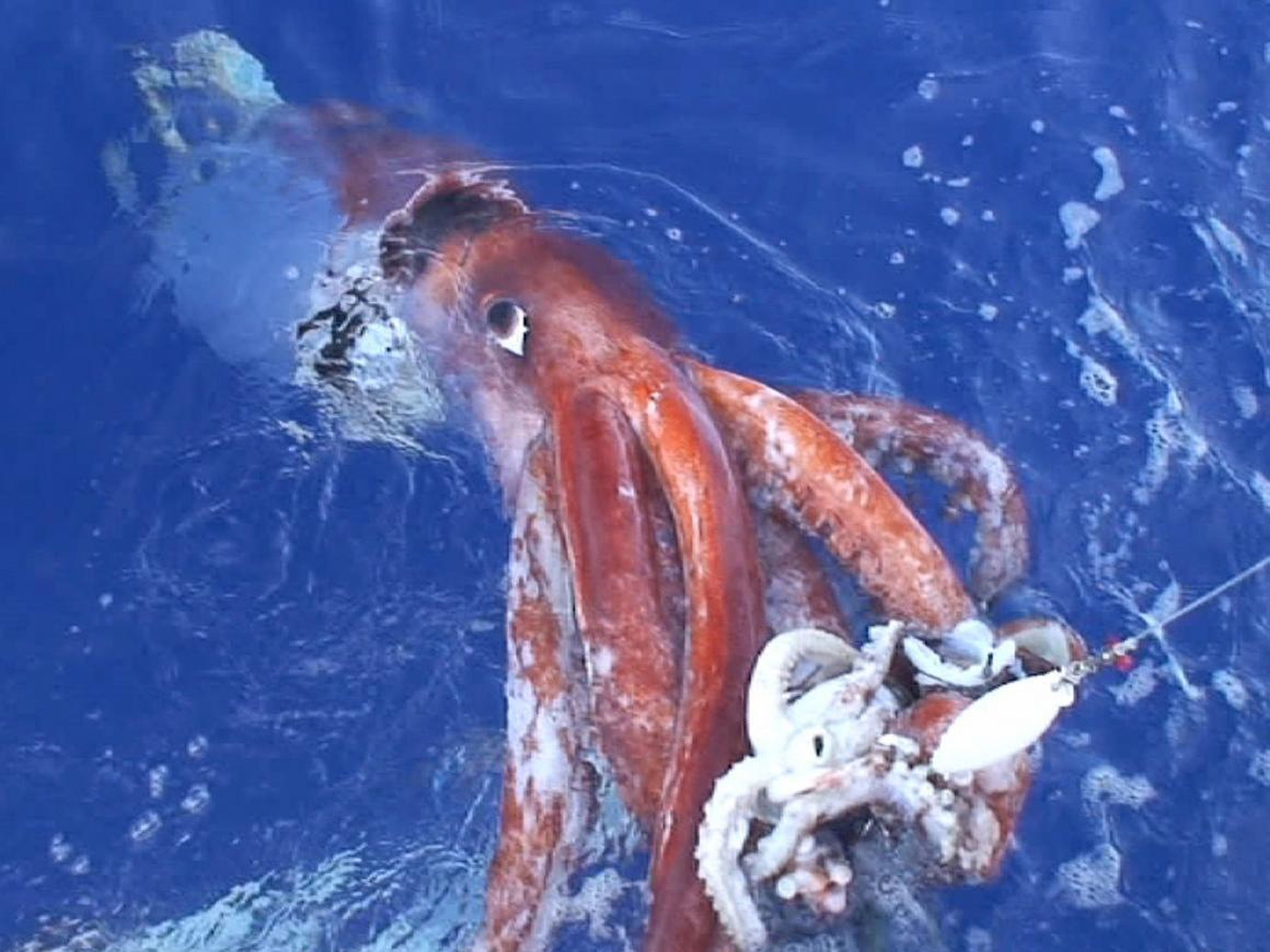 In this photo released by Tsunemi Kubodera, a researcher with Japan's National Science Museum, a giant squid attacks a bait squid off the Ogasawara Islands, south of Tokyo, on December 4, 2006.