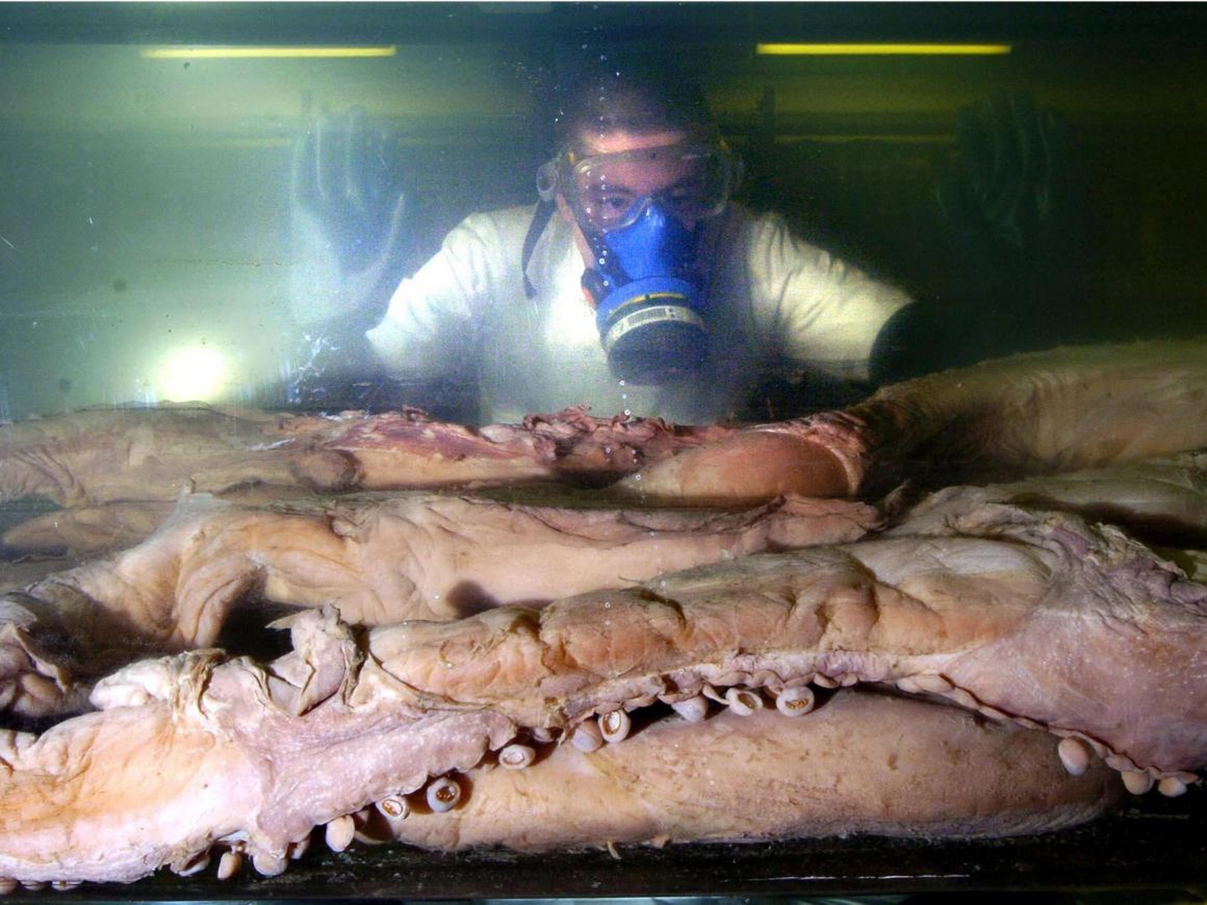 John Ablett, conservador de moluscos en el Museo de Historia Natural de Londres, martes 28 de febrero de 2006, con un calamar gigante a punto de ser expuesto en el Centro Darwin del museo.