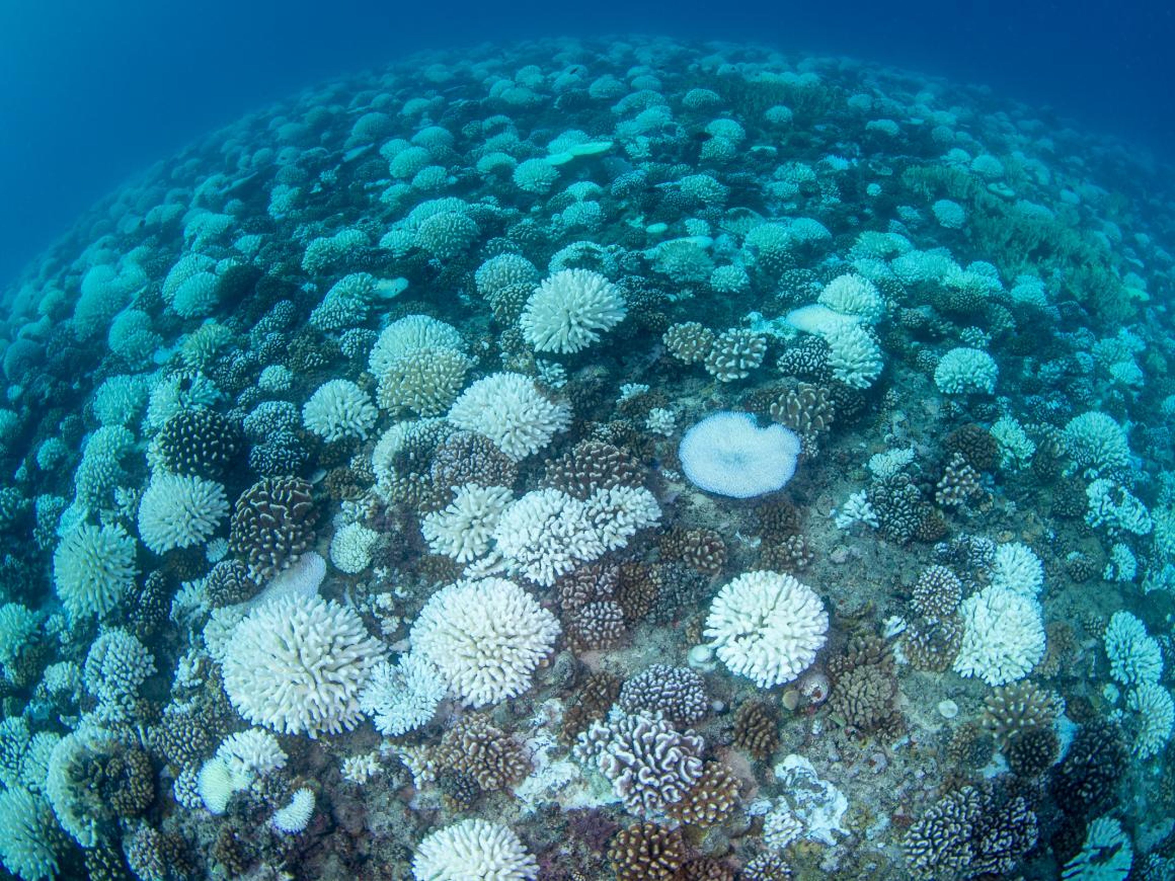 Other crucial ecosystems face collapse in the next decade as well. At present rates, it's expected that 60% of all coral reefs will be highly or critically threatened by 2030.