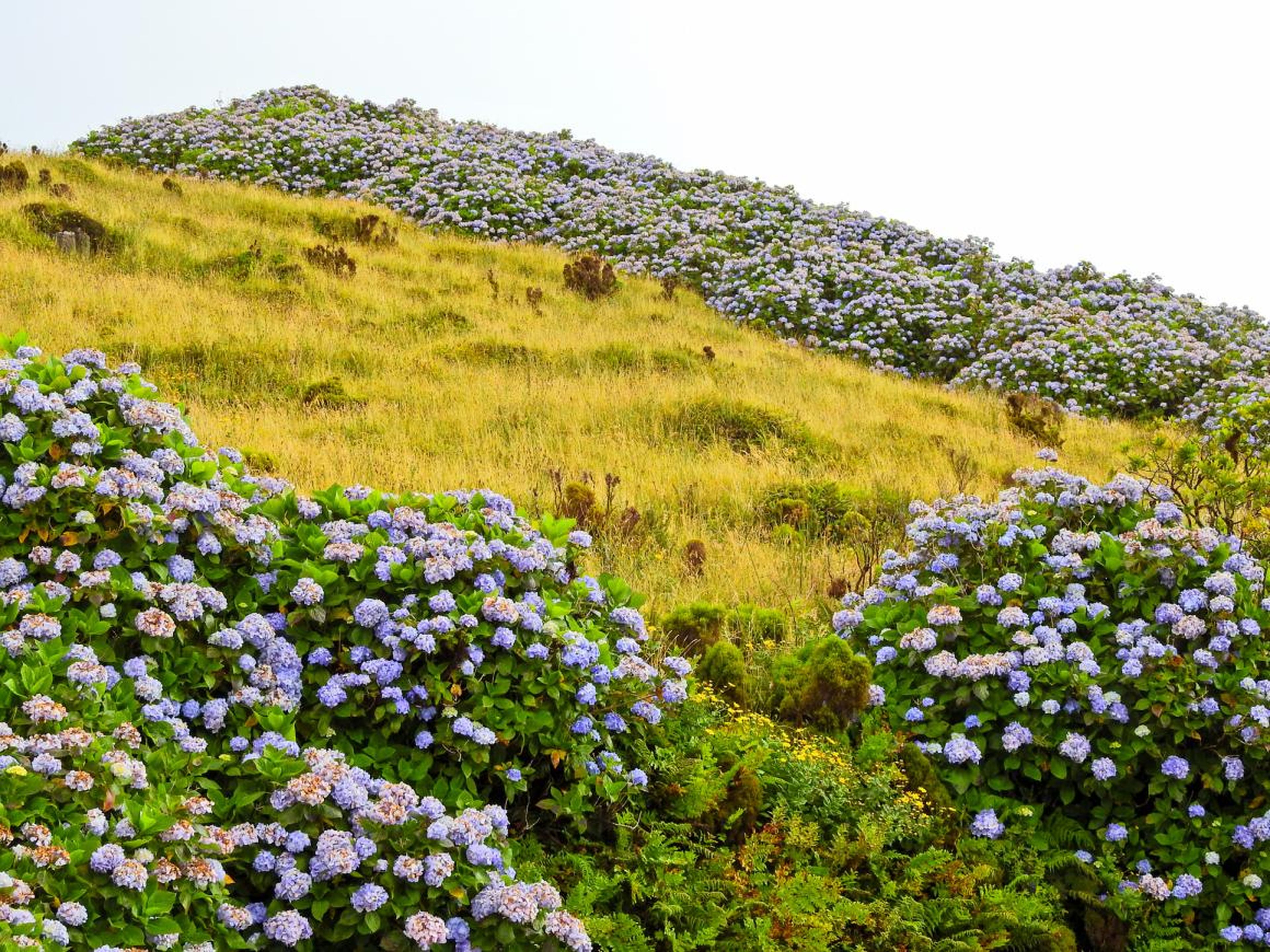 La isla Faial, Azores está cubierta de flores y plantas.