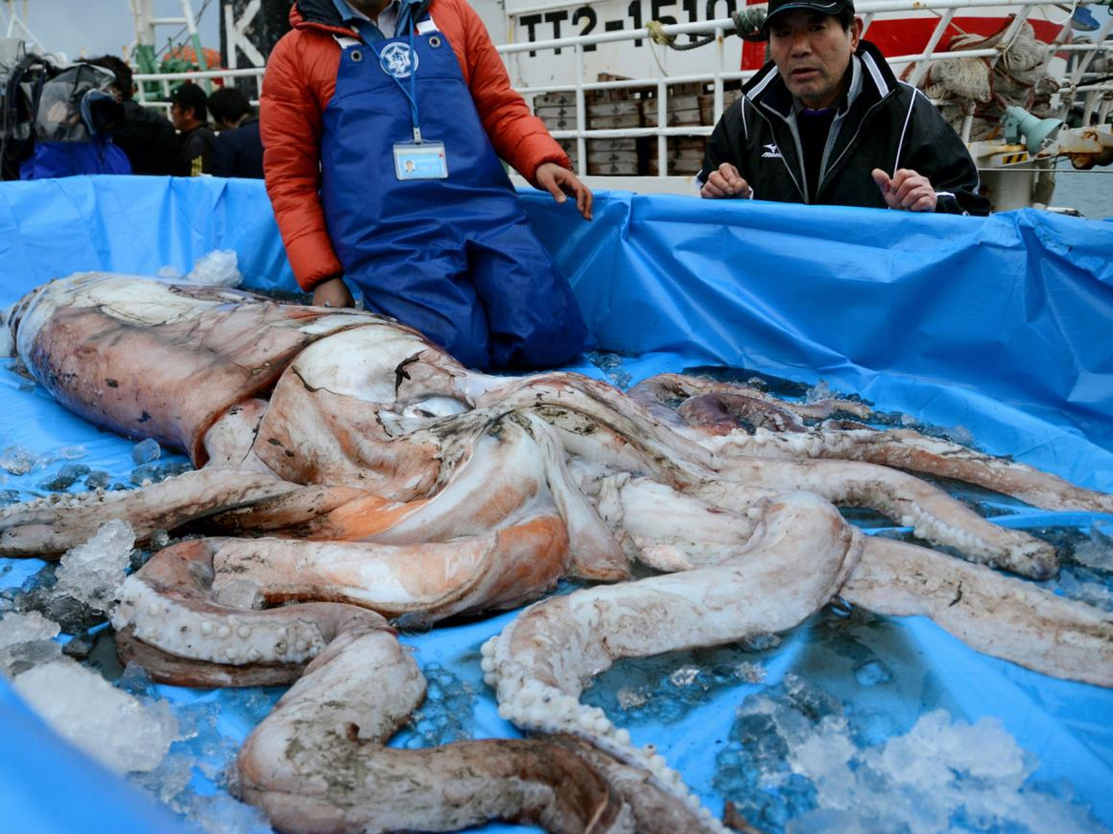 Un investigador mide la longitud del cuerpo de un calamar gigante en el puerto de Ajiro Shinko el 21 de enero de 2014 en Iwami, Tottori, Japón. El calamar gigante de 3,4 metros de largo fue capturado durante la pesca de arrastre.
