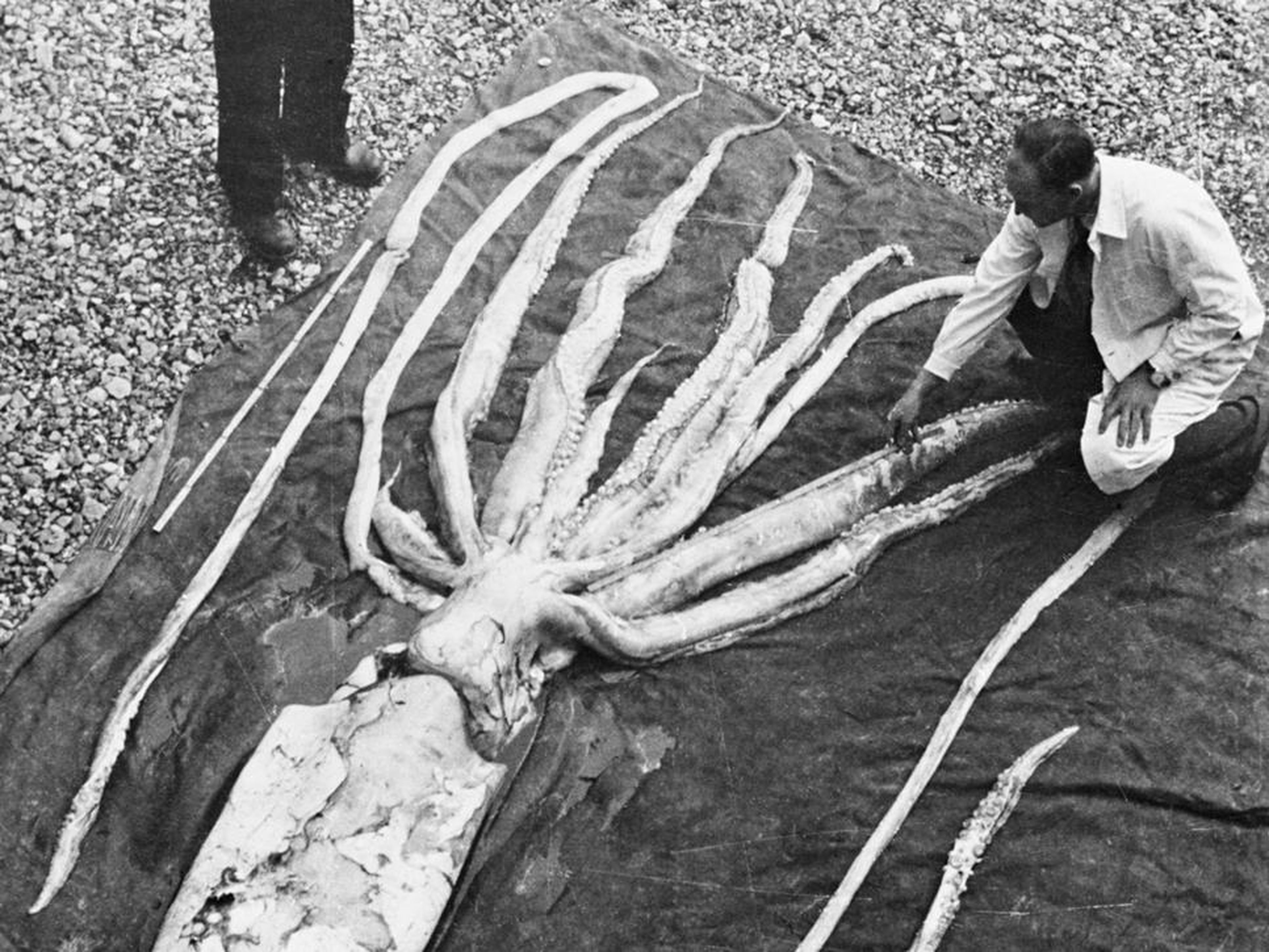 Calamar gigante encontrado en Ranheim, Noruega, en 1954, medido por los profesores Erling Sivertsen y Svein Haftorn.