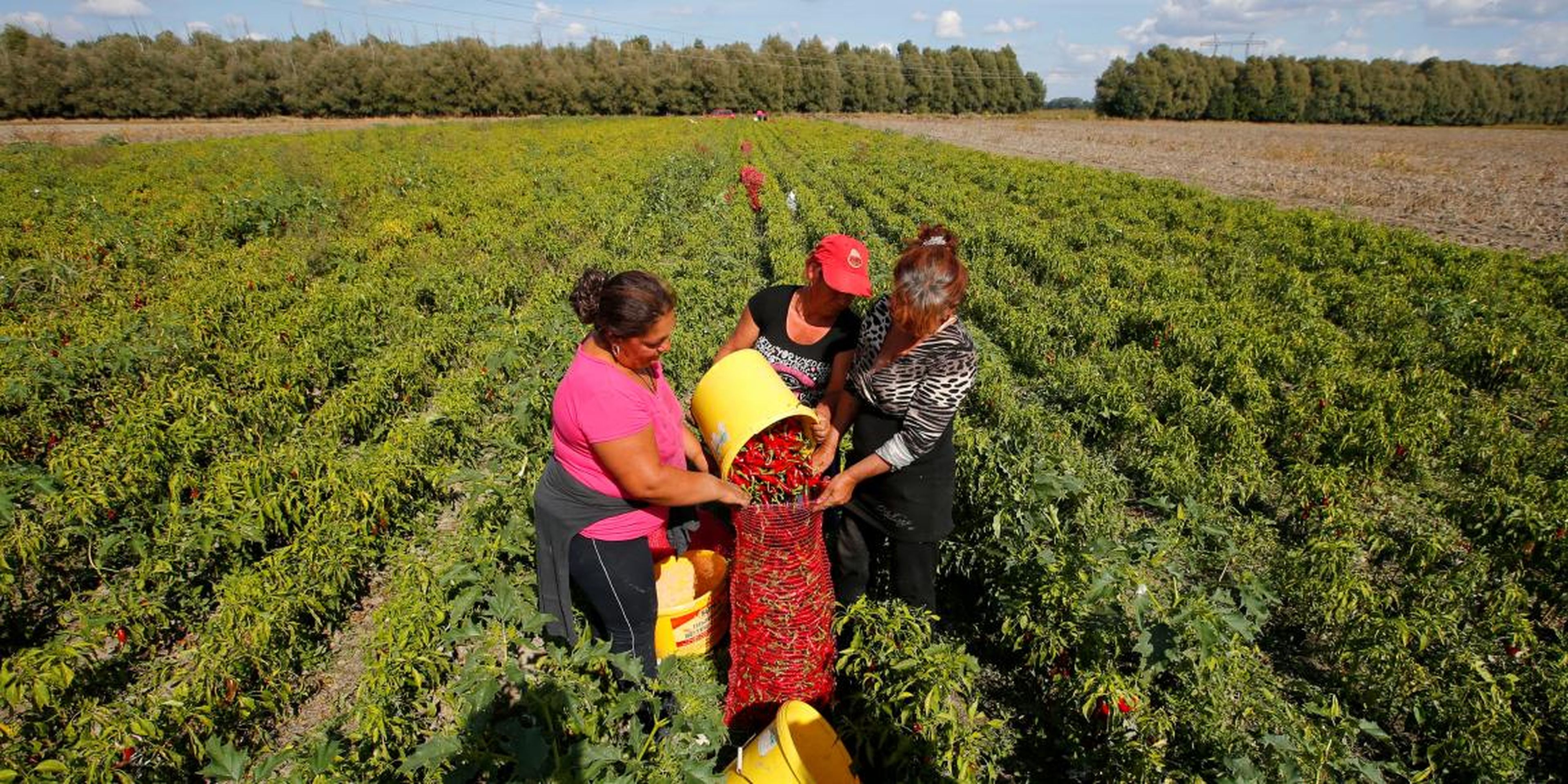 Women load red peppers into a sack in a field for a company producing powdered paprika, one of Hungary's best-known staples, in Batya, Hungary, September 26, 2016.