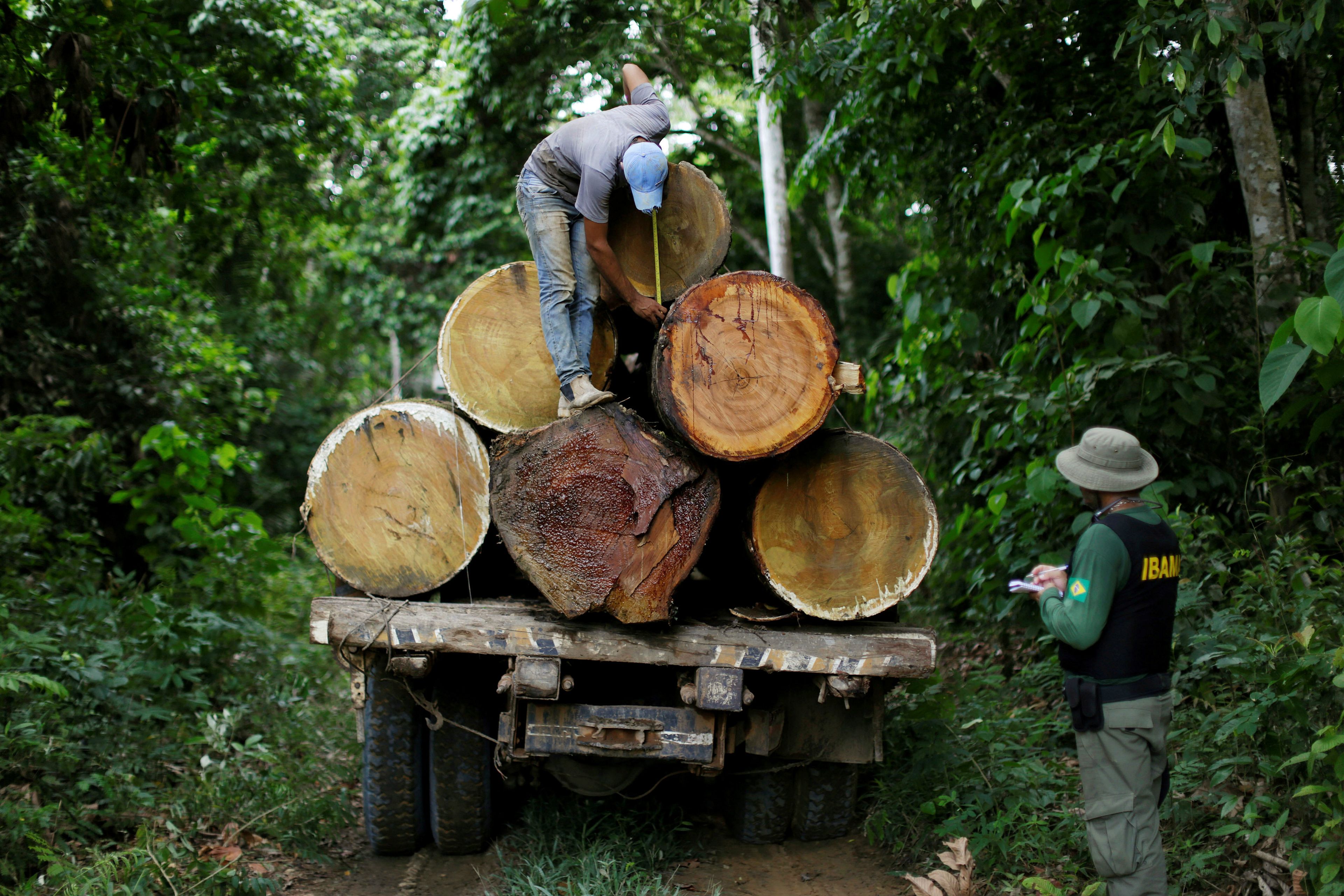 Un agente del Ibama mide la anchura de los troncos cortados para proteger al Amazonas de la deforestación en Brasil.