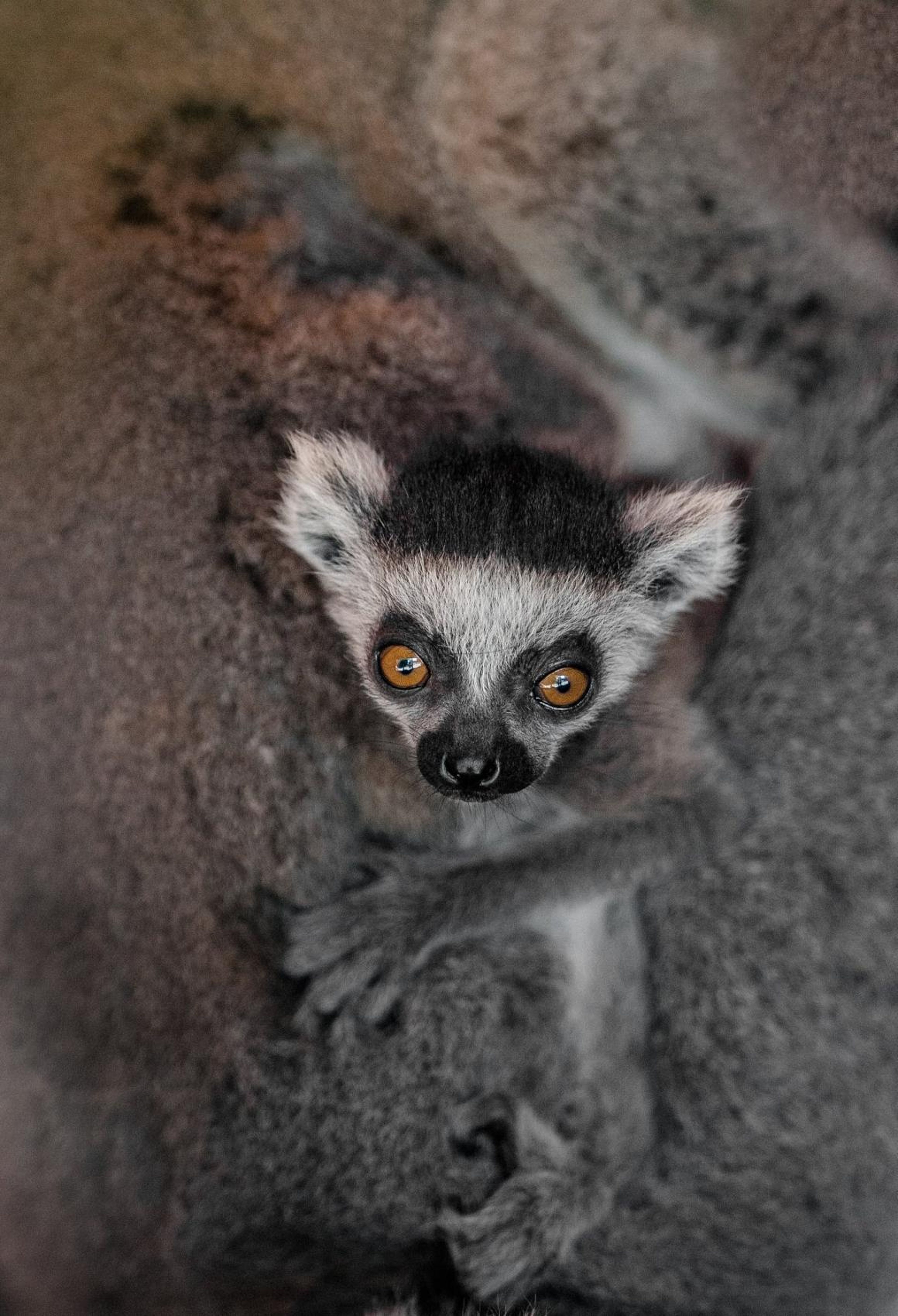 Un bebé lemur.