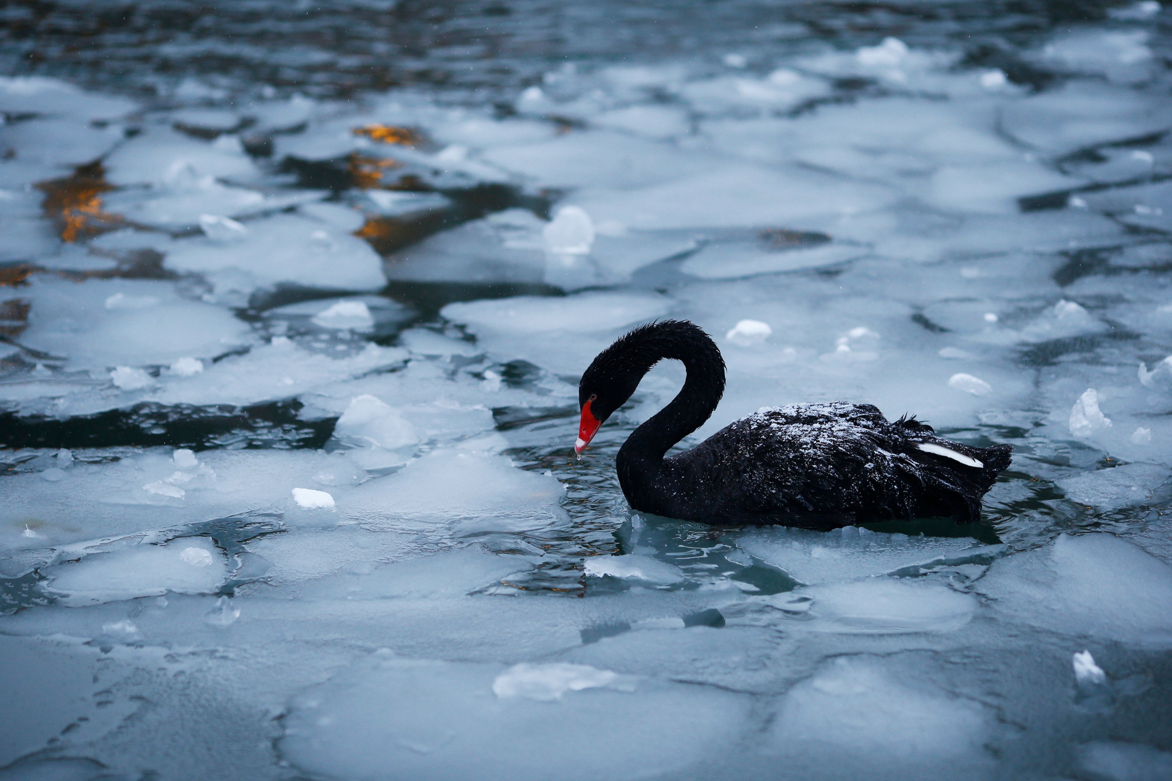 Un cisne negro en un lago helado en Ankara (Turquía)