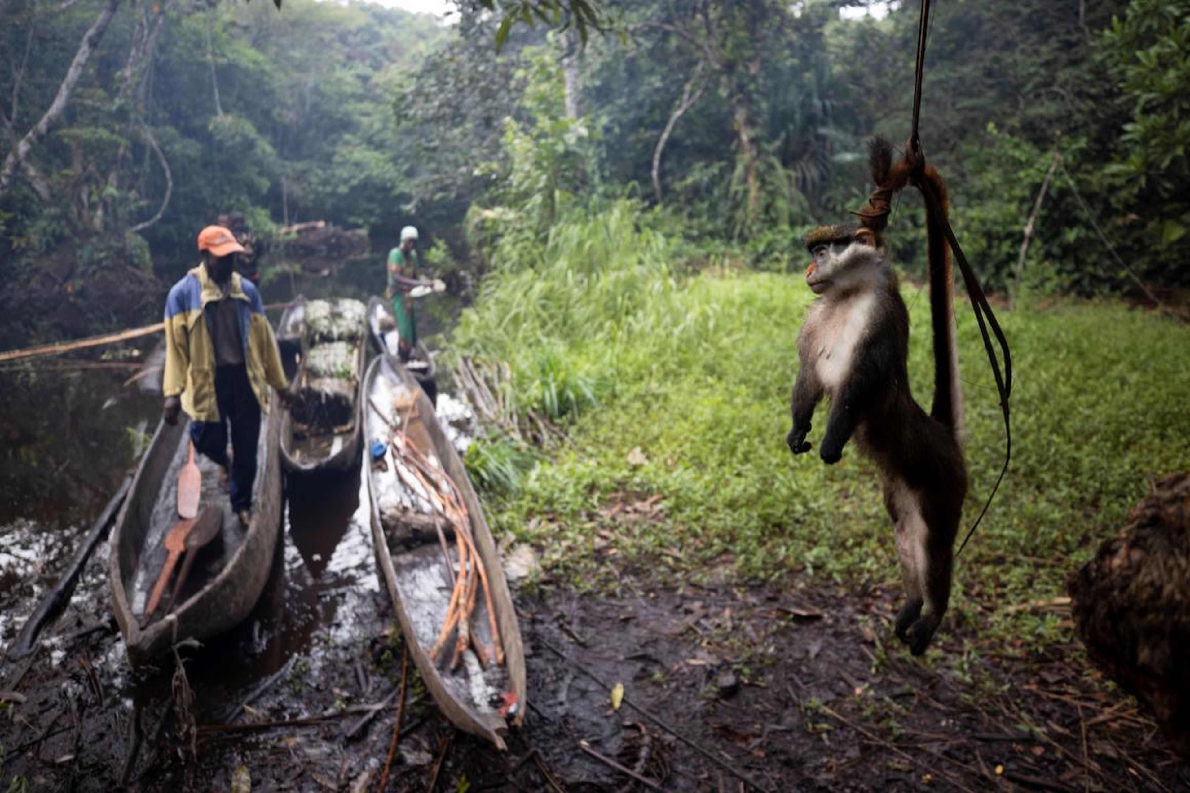 Un mono de cola roja muerto cuelga sobre su cola para mantenerlo alejado de las hormigas, en el bosque cerca de la ciudad de Mbandaka, República Democrática del Congo, el 5 de abril.
