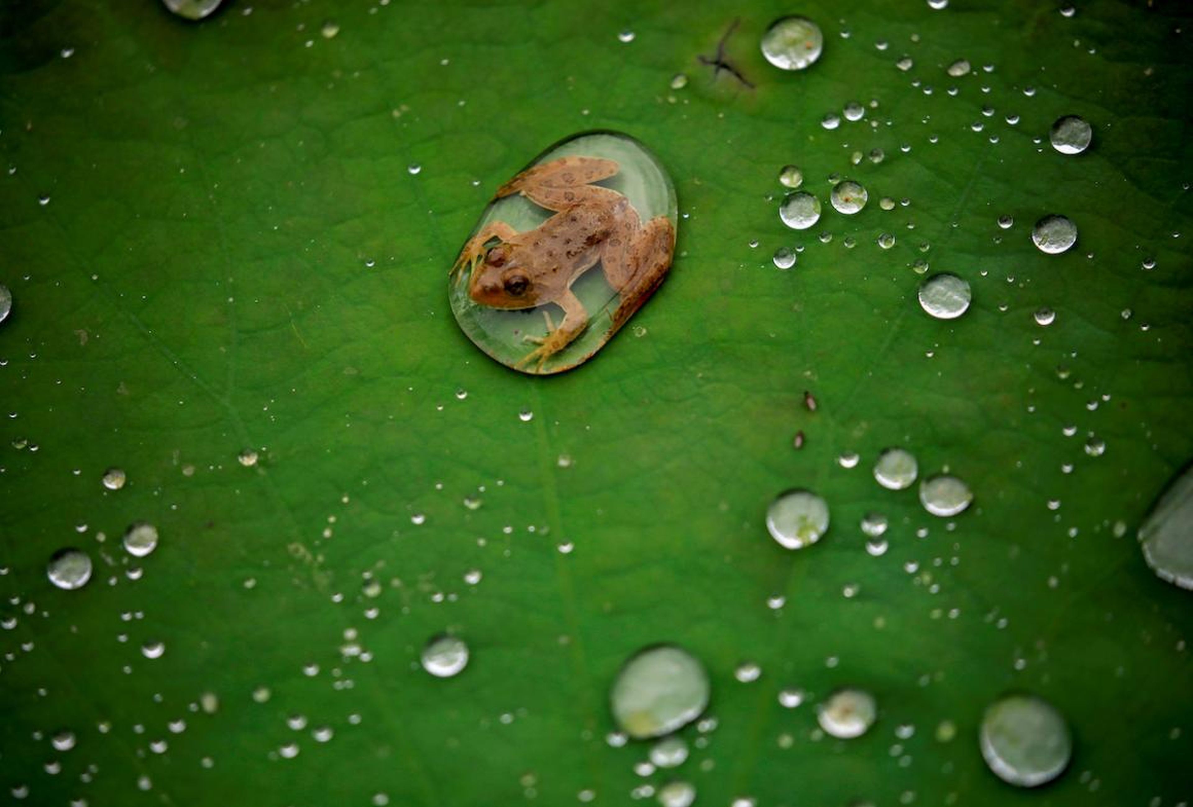 Una rana atrapada en una hoja de loto después de la lluvia en un estanque de Lalitpur, Nepal, el 26 de septiembre.