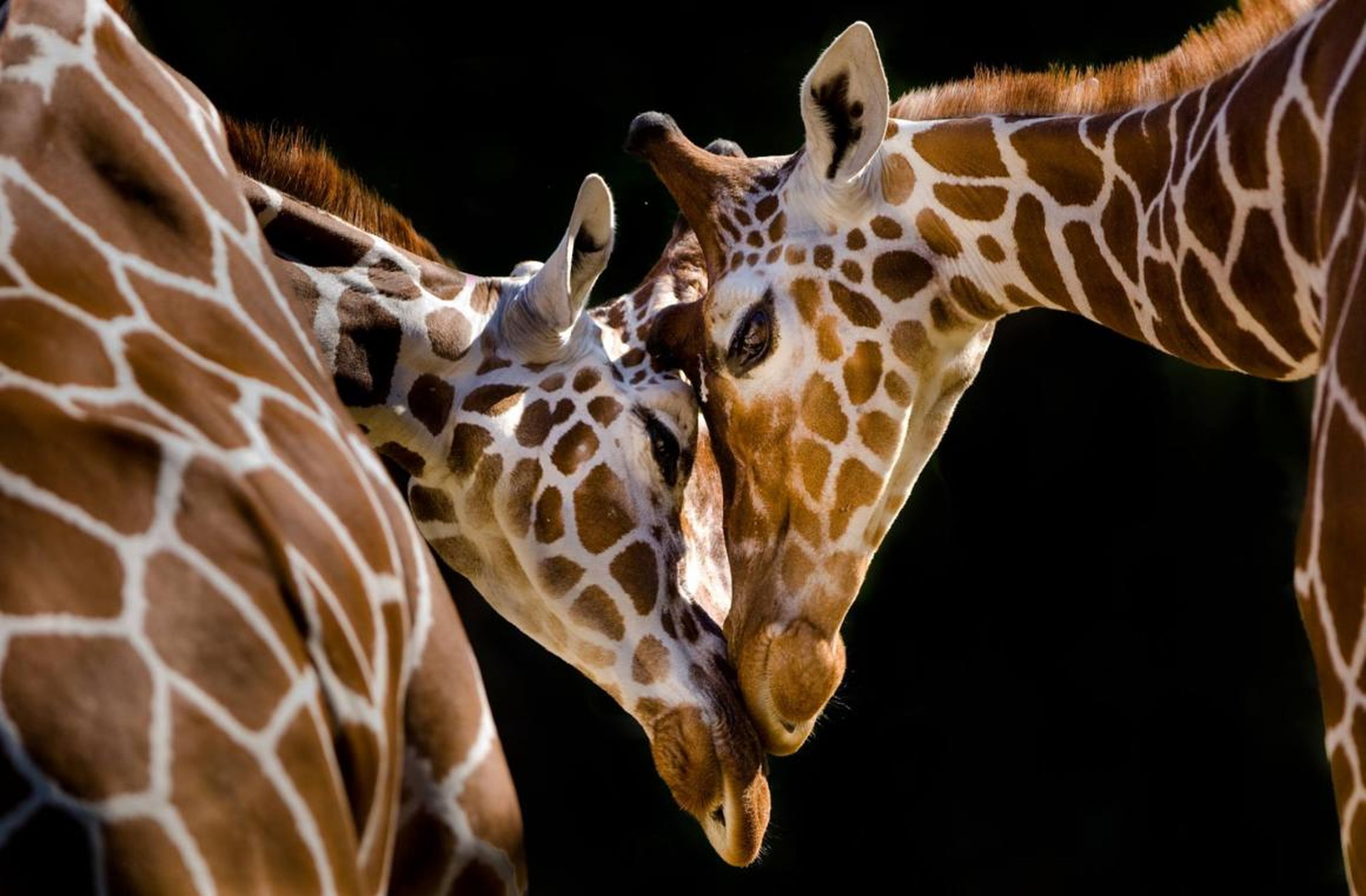 Amor entre jirafas.