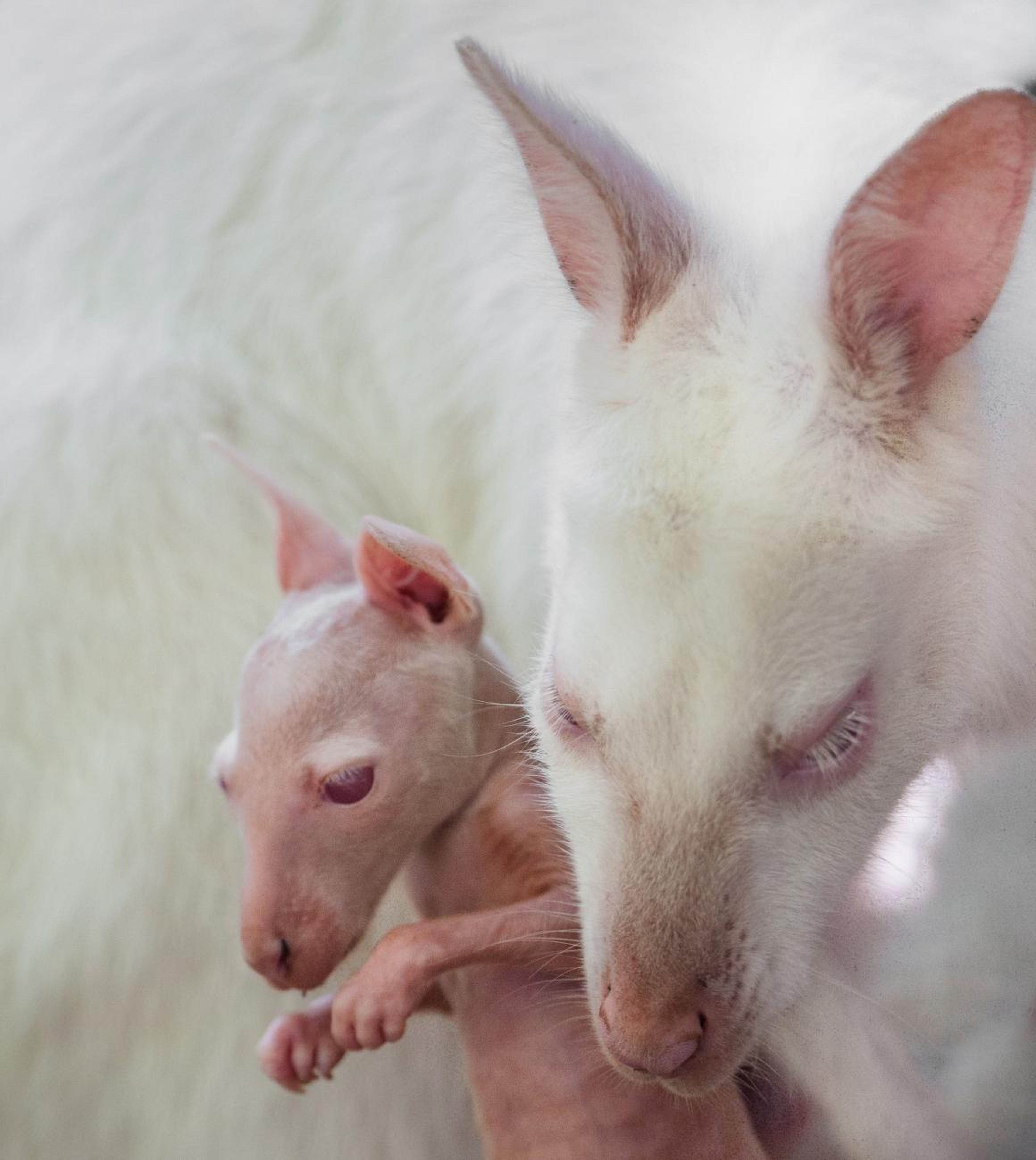 Madre y bebé canguro albinos.