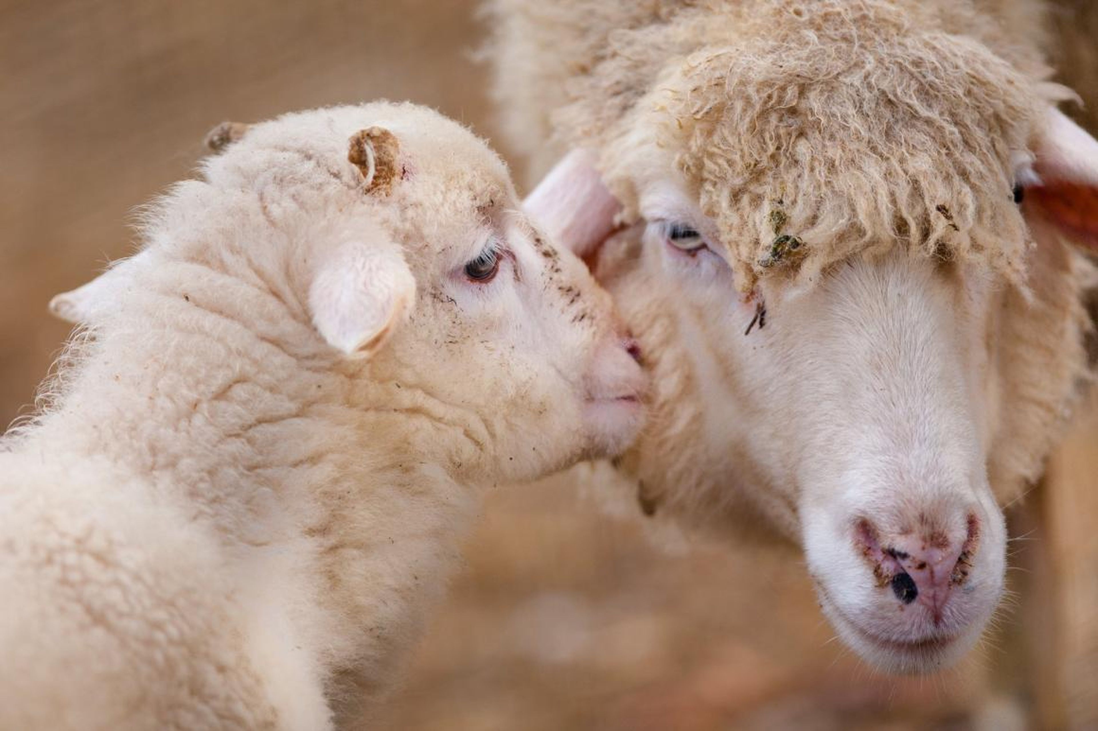 Un besito entre ovejas.