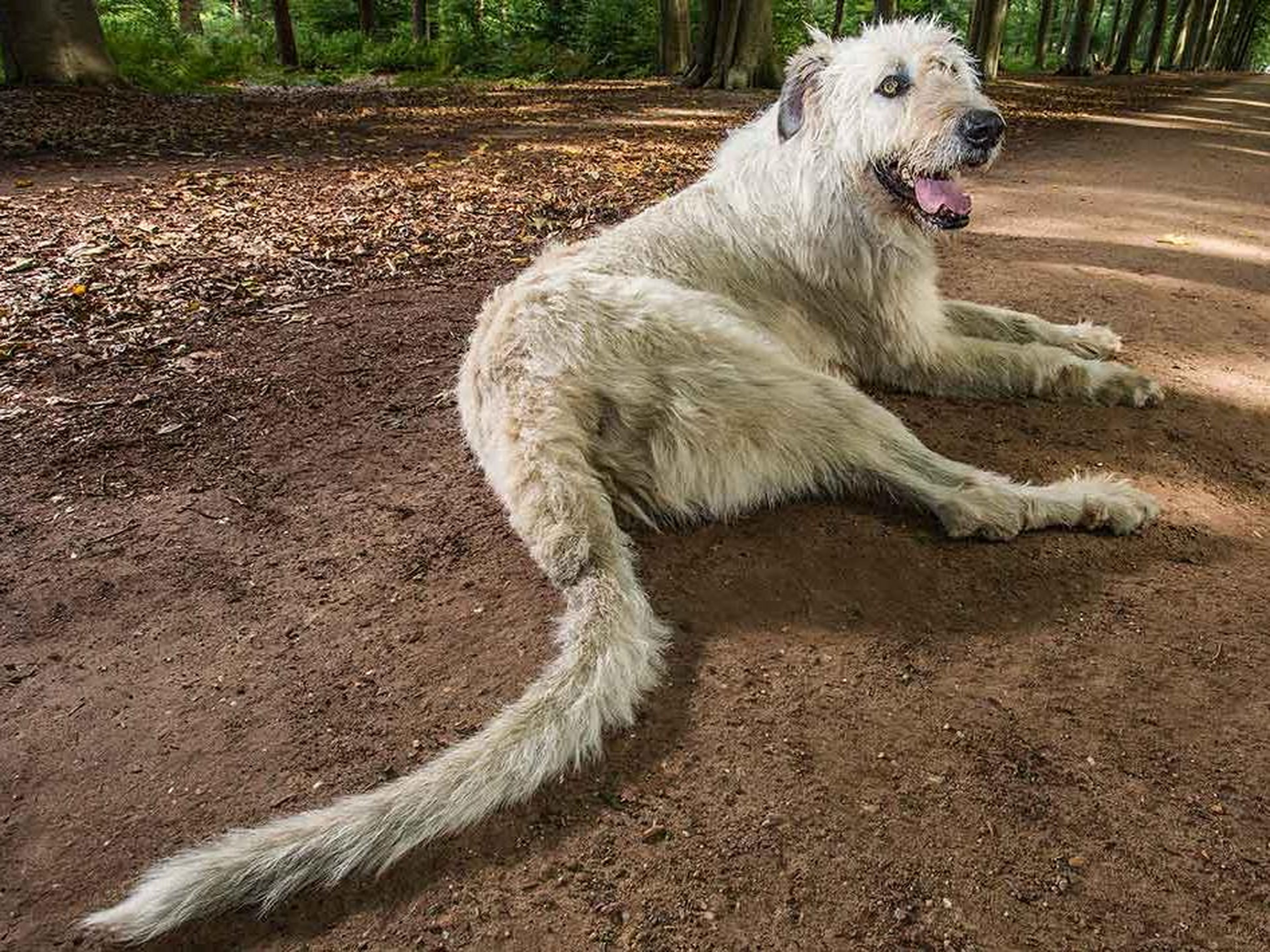 Keon, el perro con la cola más larga del mundo.