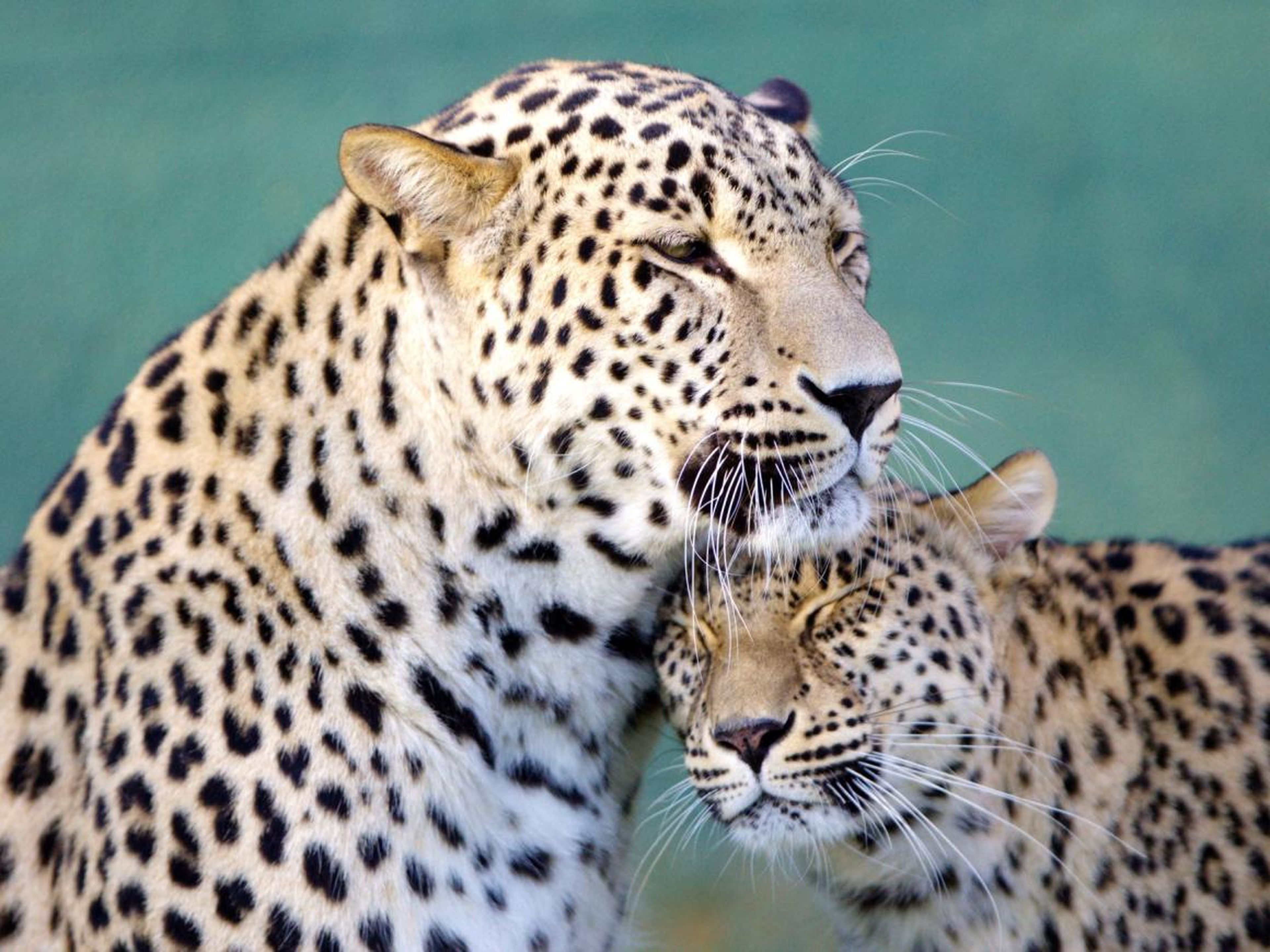 Leopardos mostrándose cariño.