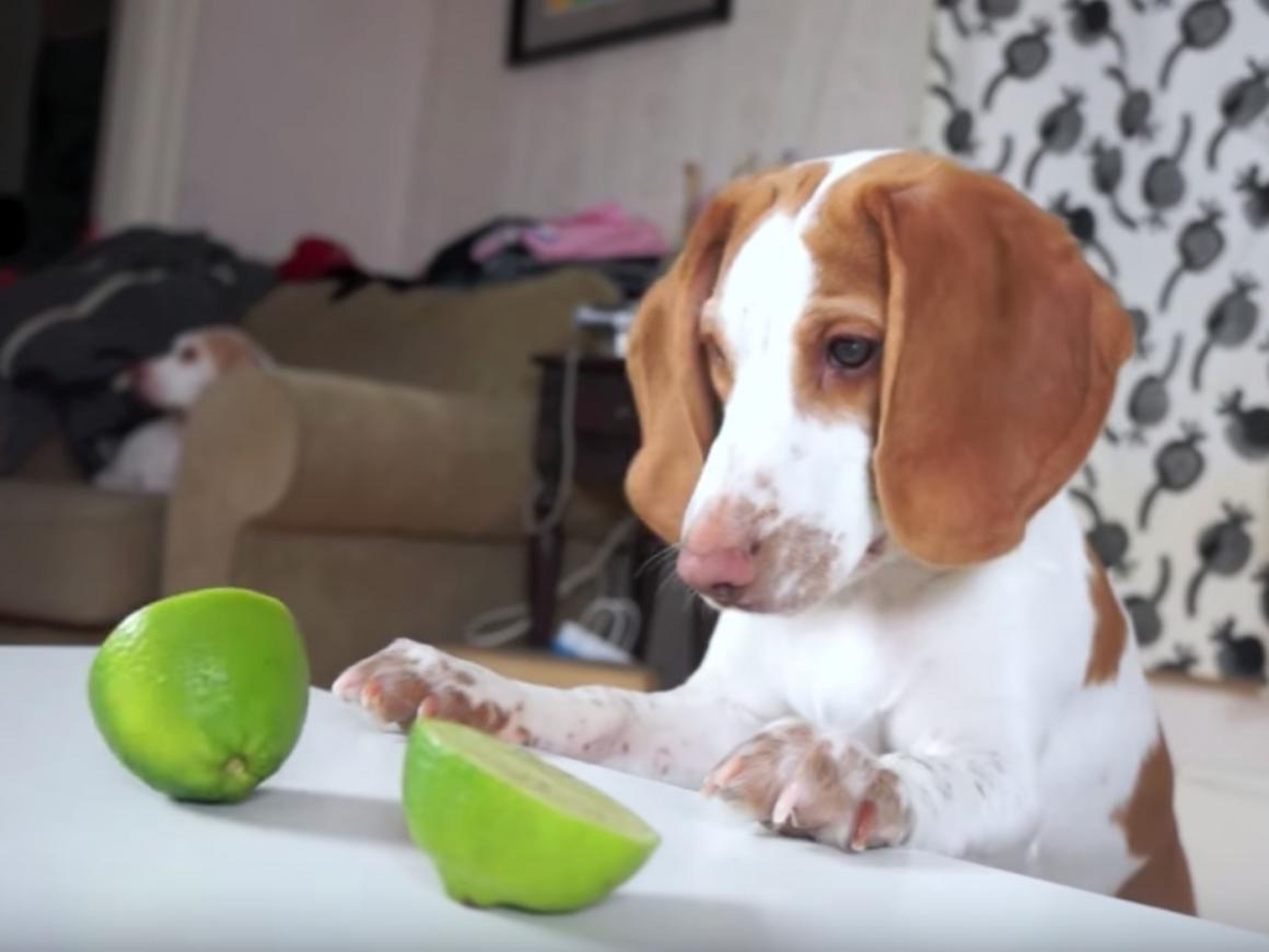 Maymo, el beagle del limón.