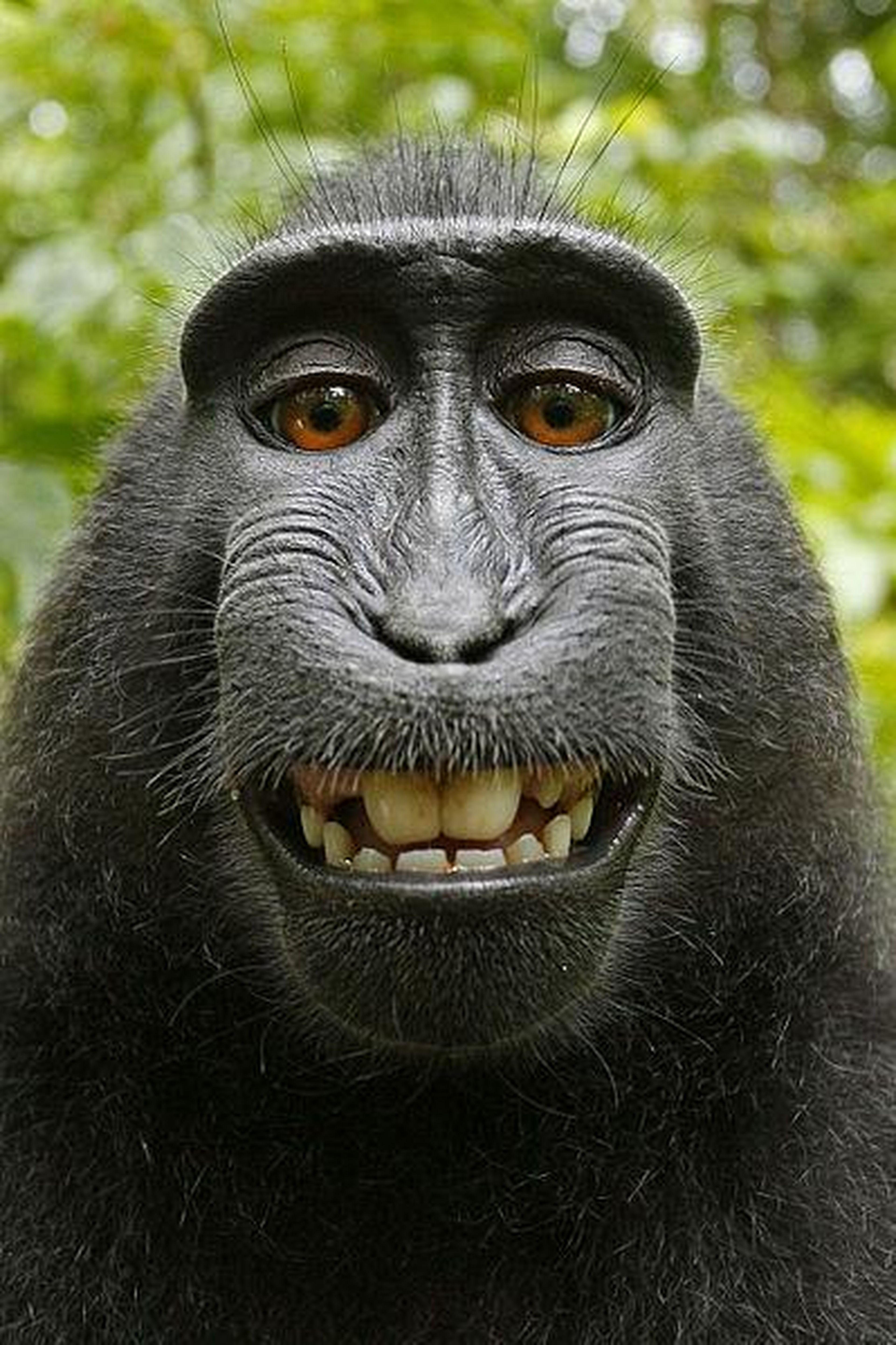 Una de las selfies de Naruto, el mono que cogió la cámara del fotógrafo David Slater.
