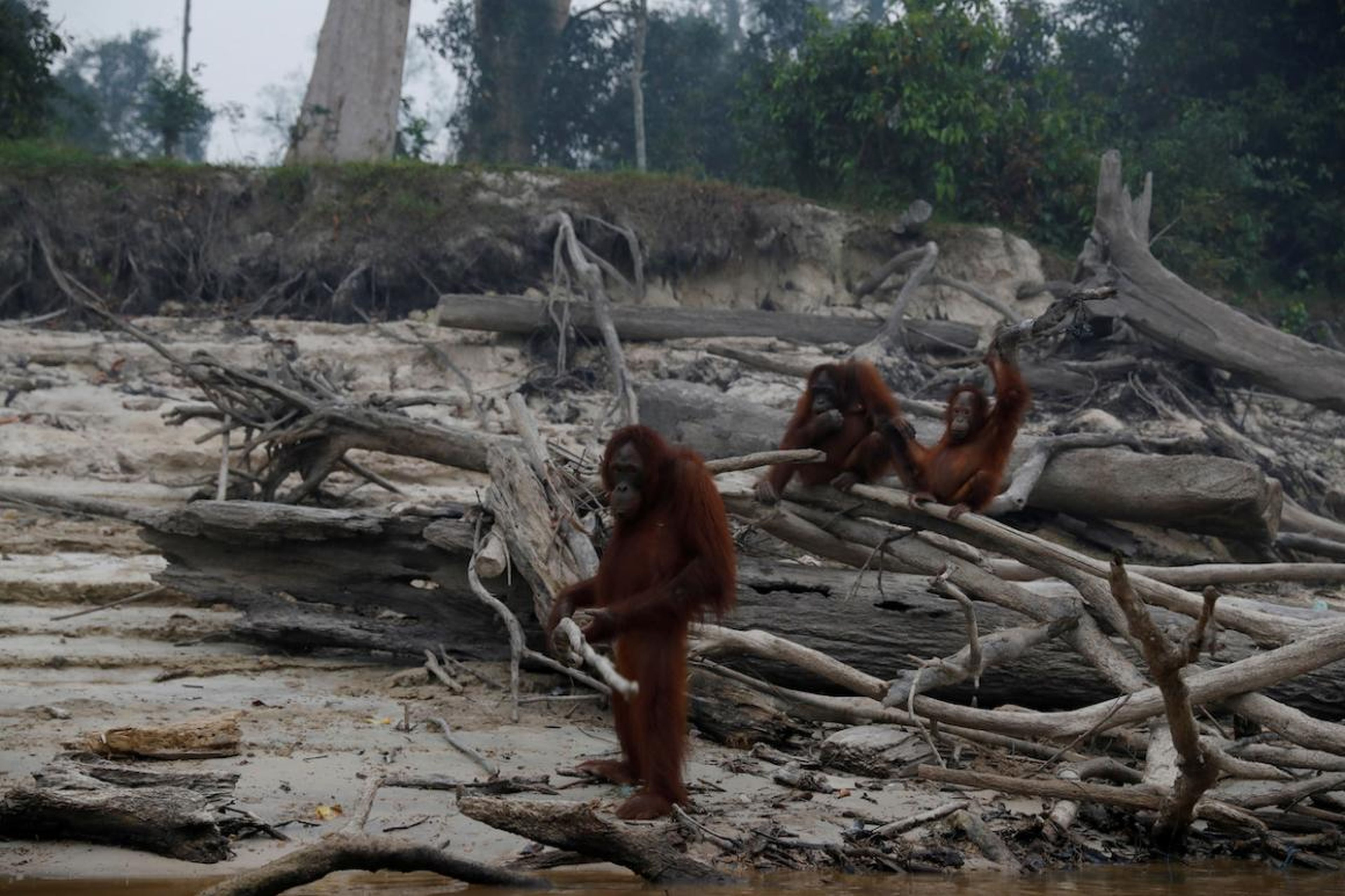 Orangutans gather as smoke covers Salat Island, near Palangka Raya, Indonesia — which is used by Borneo Orangutan Survival Foundation (BOSF) as a pre-release island for the animals — on September 15.
