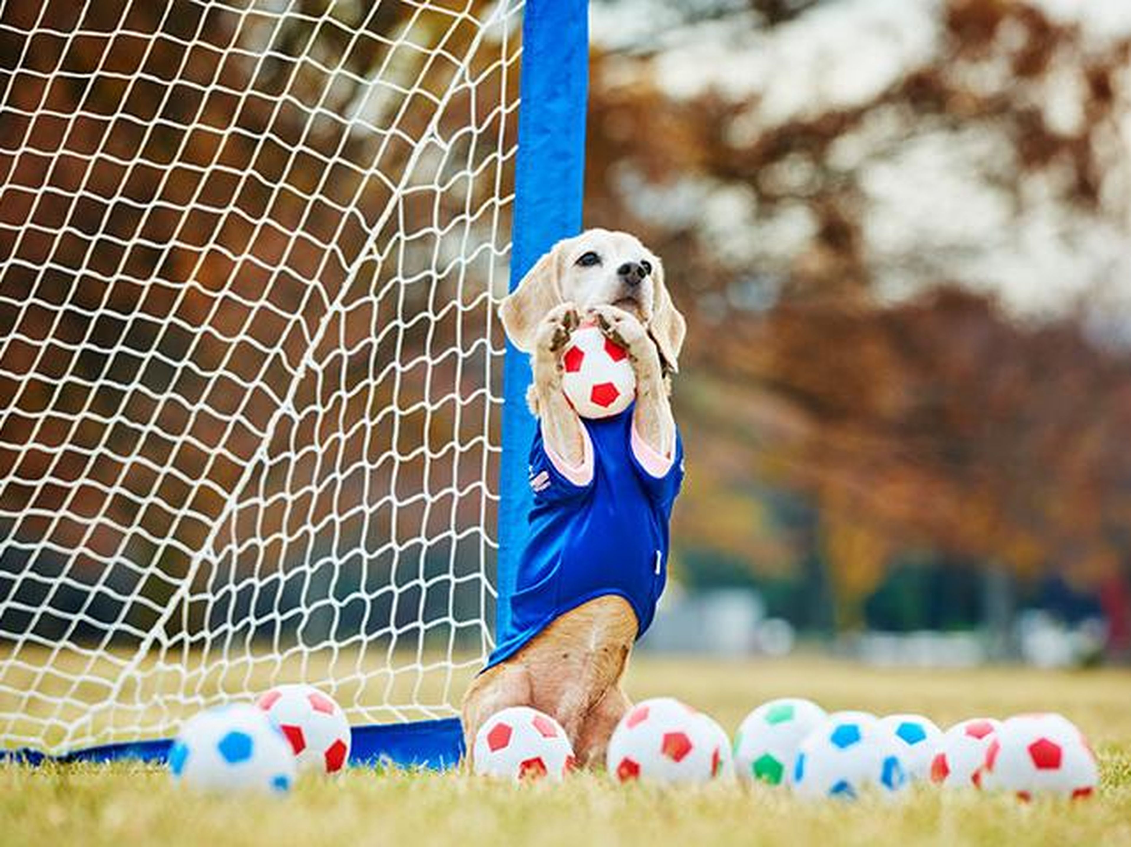 Purin, el beagle que posee el récord mundial.