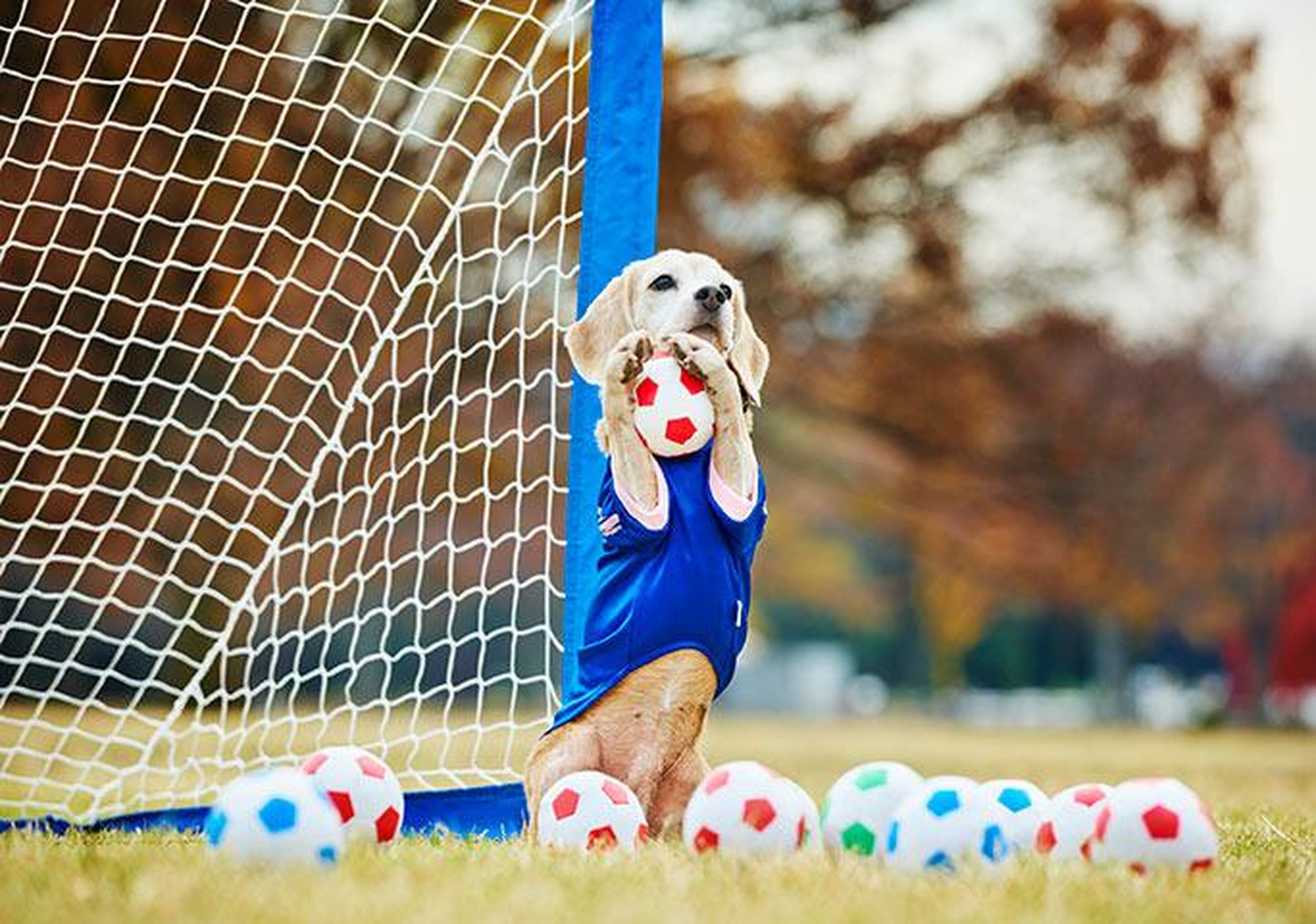 Purin el beagle atrapó 14 mini balones de fútbol en un minuto.