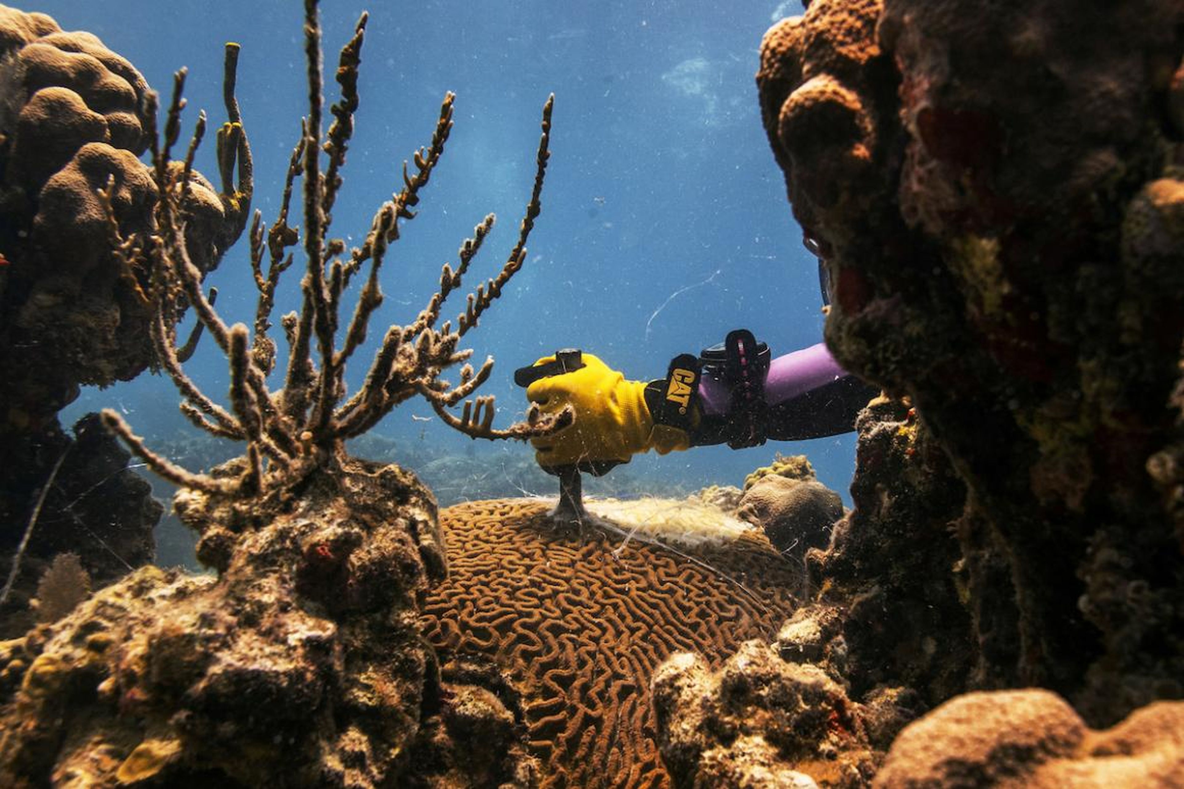 Research technician Danielle Lasseigne cuts a Pseudodiploria strigosa coral with a steel chisel to remove the portion of the animal being killed by Stony Coral Tissue Loss Disease (SCTLD) near the University of the Virgin Islands