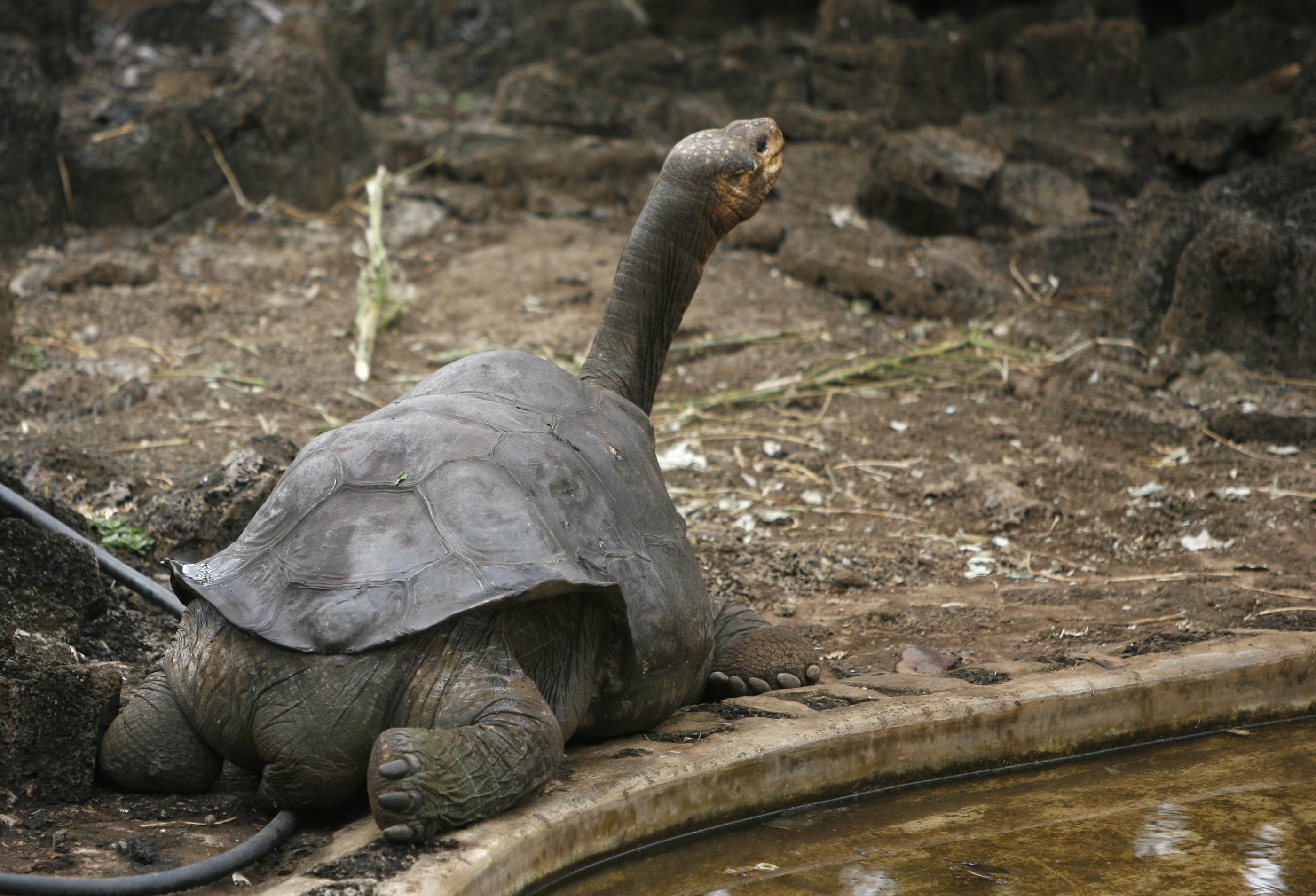 Animales que ya 2025 se han extinguido