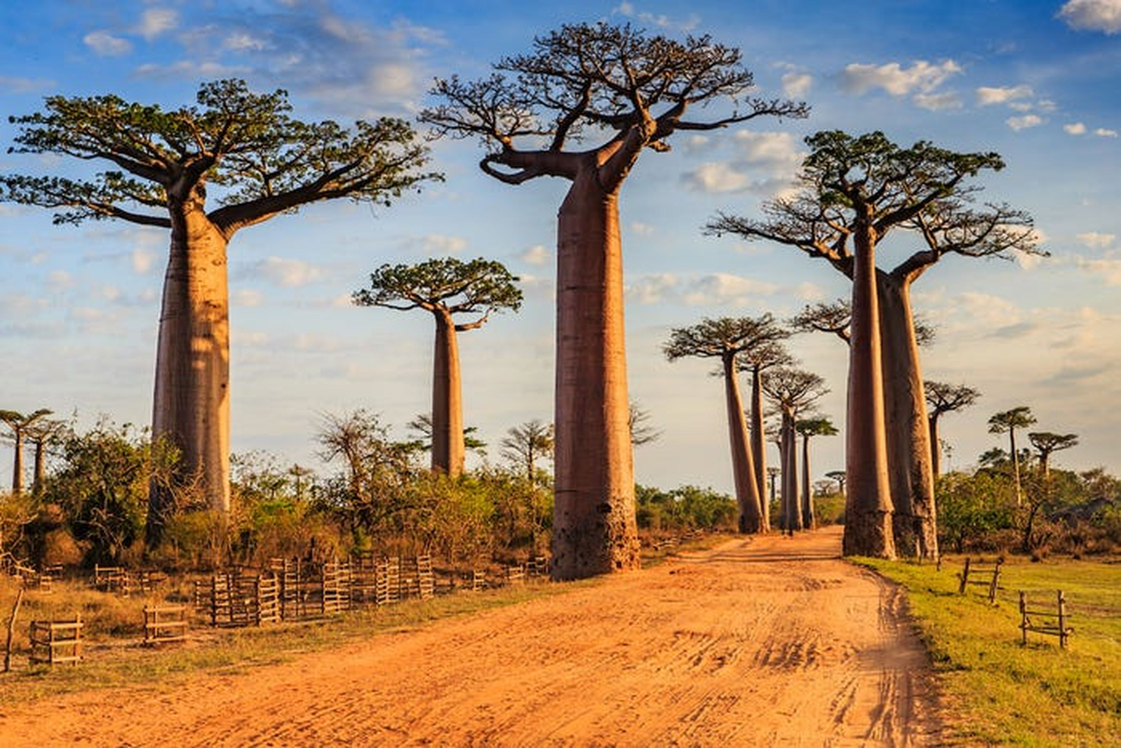 Visitar los árboles Baobab en Madagascar es una de las principales atracciones de este país.